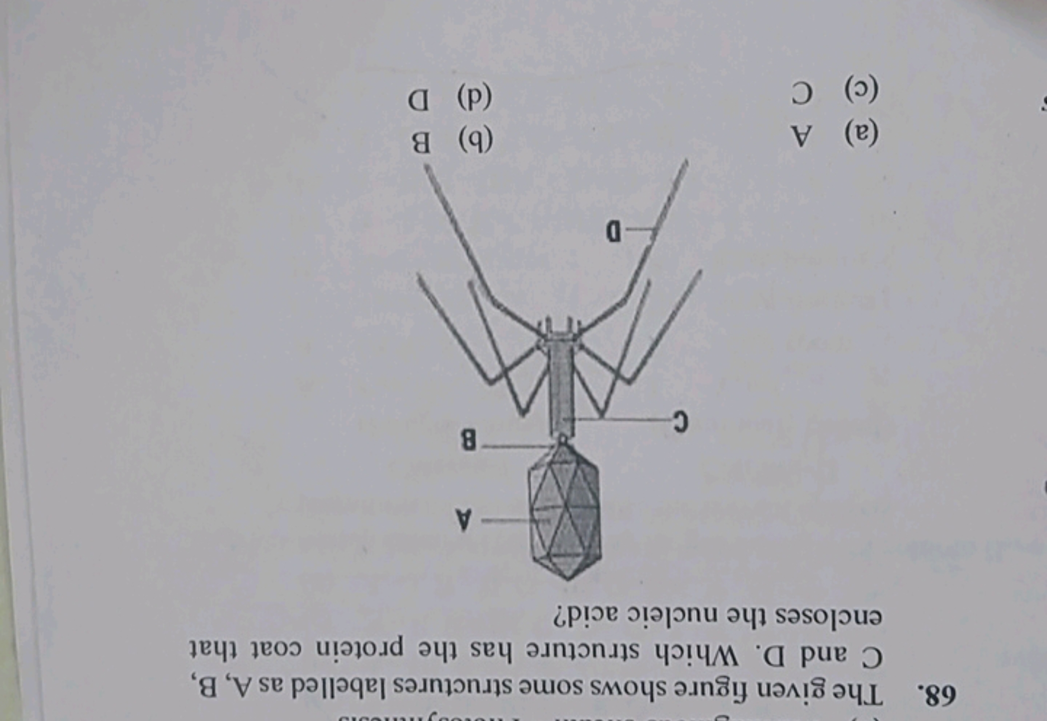 68. The given figure shows some structures labelled as A,B, C and D . 