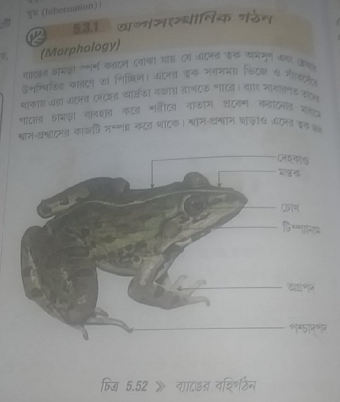 (hibernation)!
(Morphology)

চিত্র 5.52 》 ব্যাঙের বহিি্ঠি