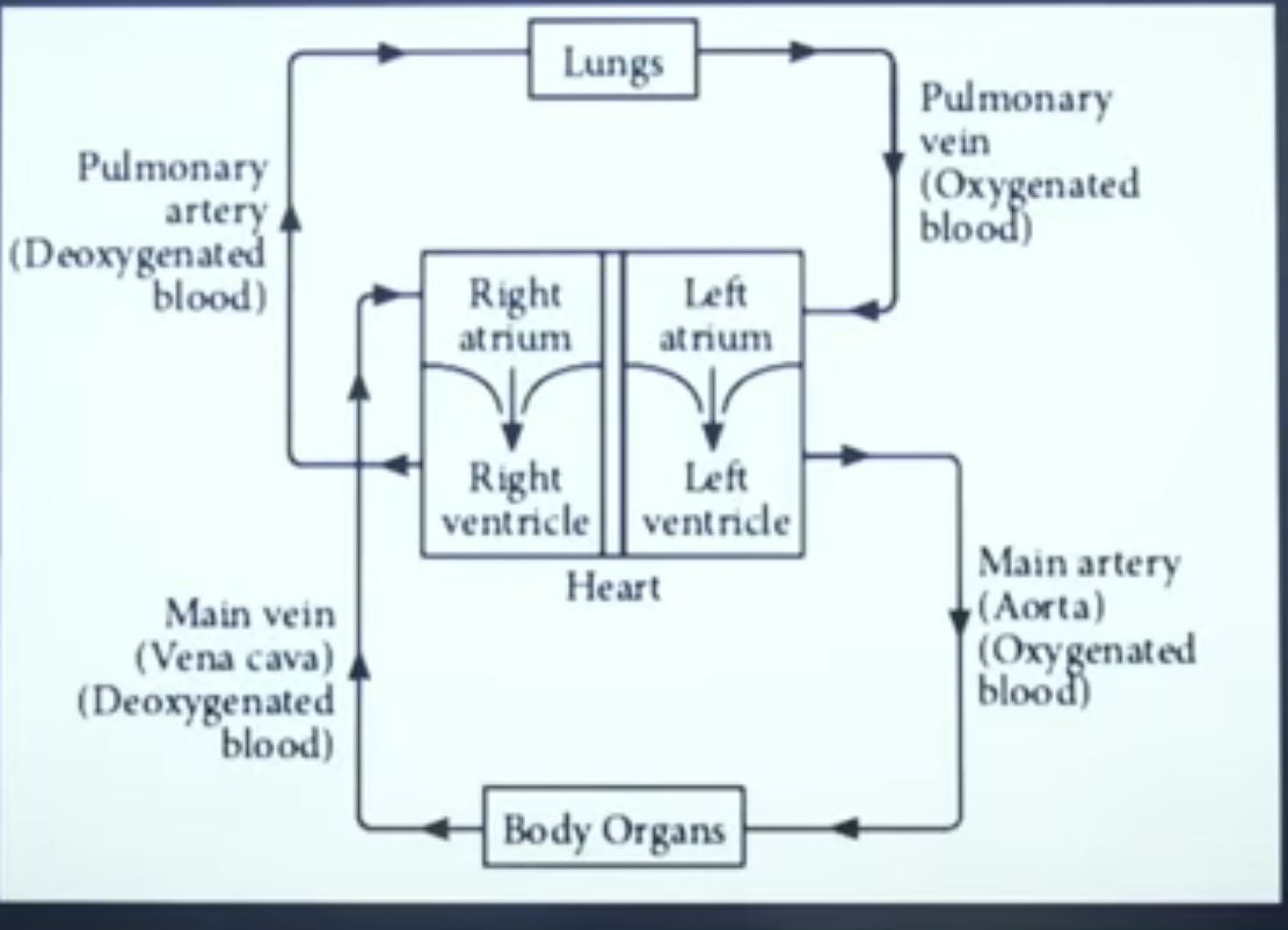 Pulmonary
artery
Lungs
Pulmonary
vein
(Oxygenated
blood)
(Deoxygenated