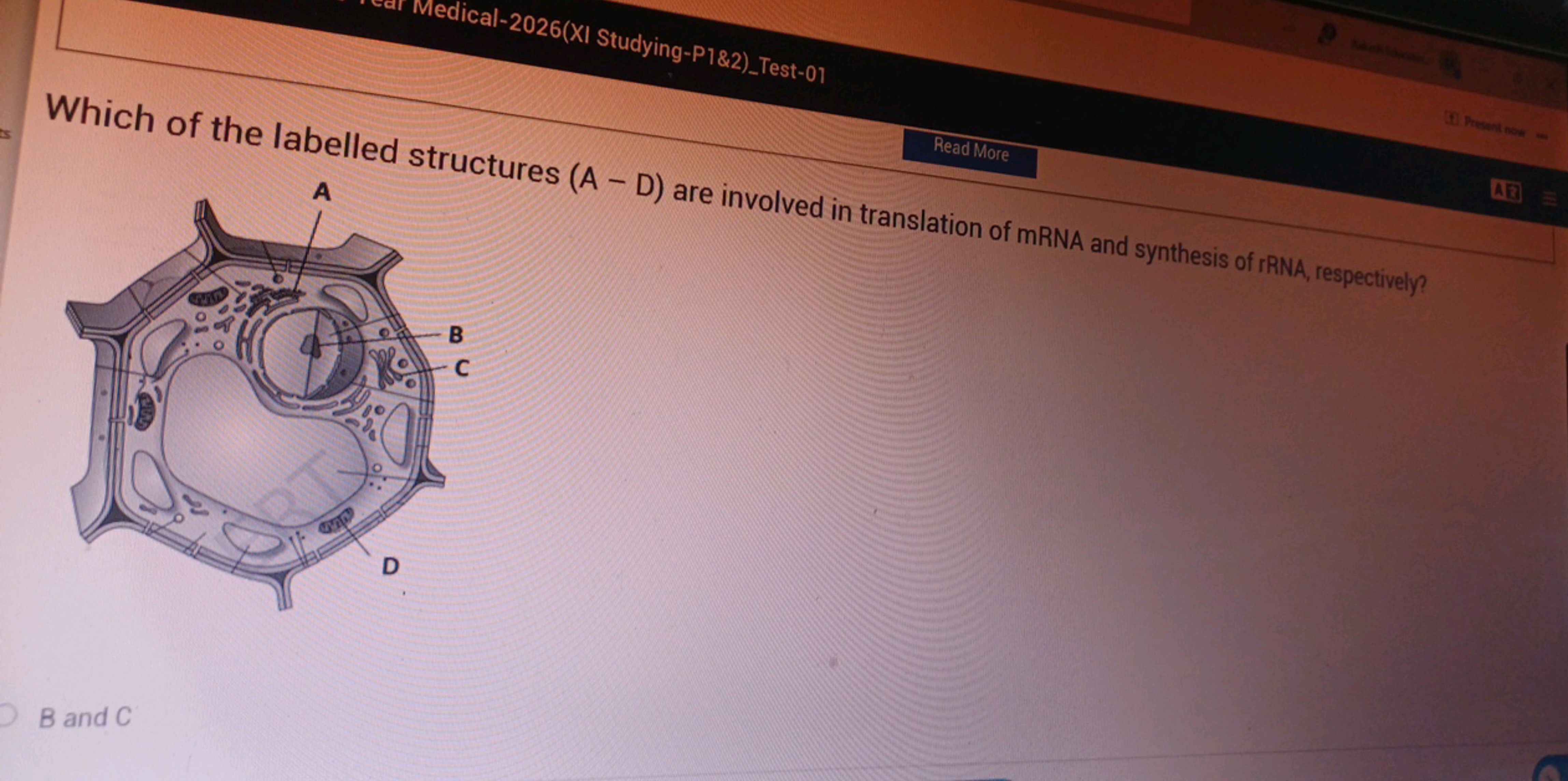 Medical-2026(XI Studying-P1\&2)Test-01

Which of the labelled structur