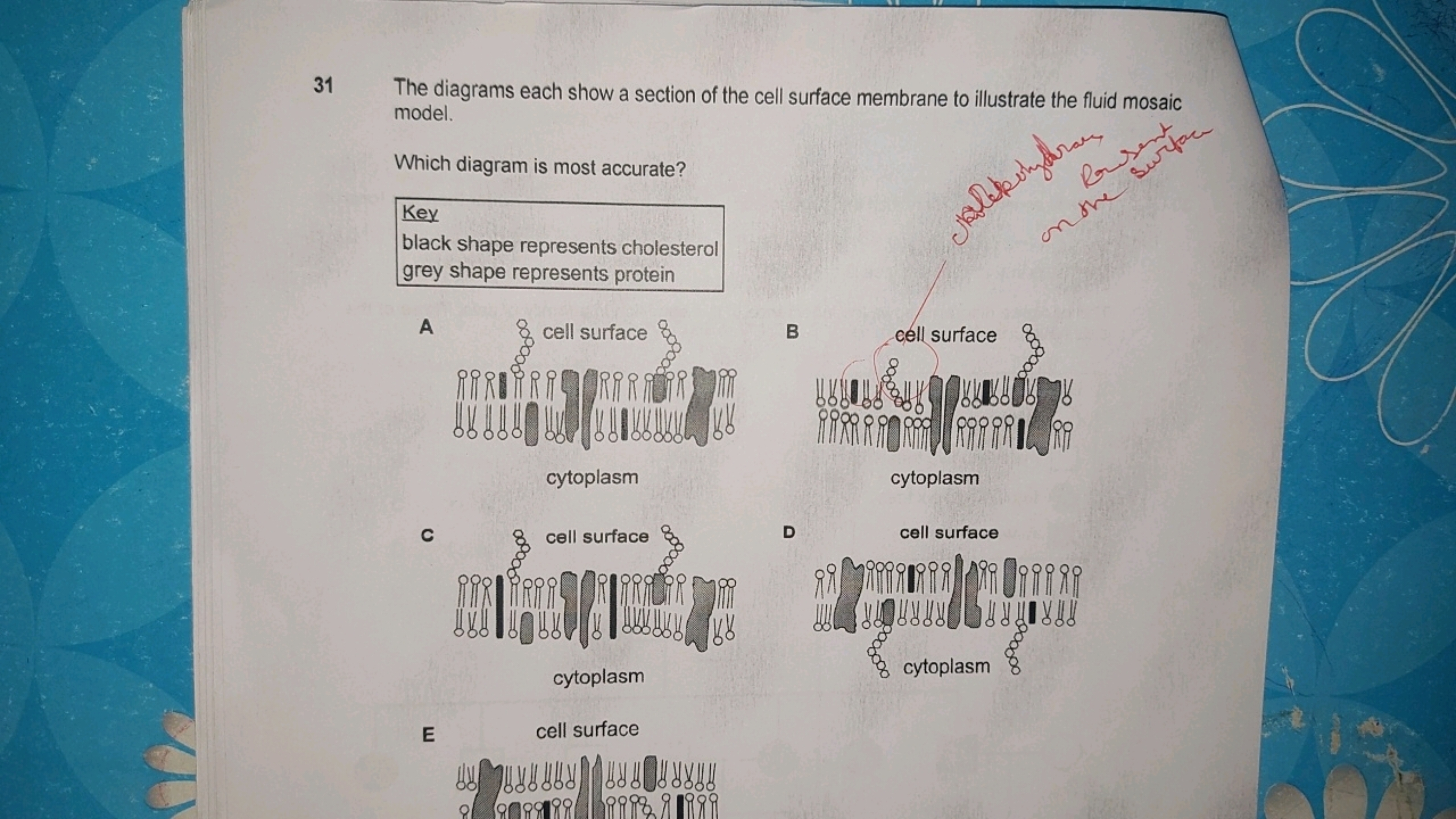 31
The diagrams each show a section of the cell surface membrane to il