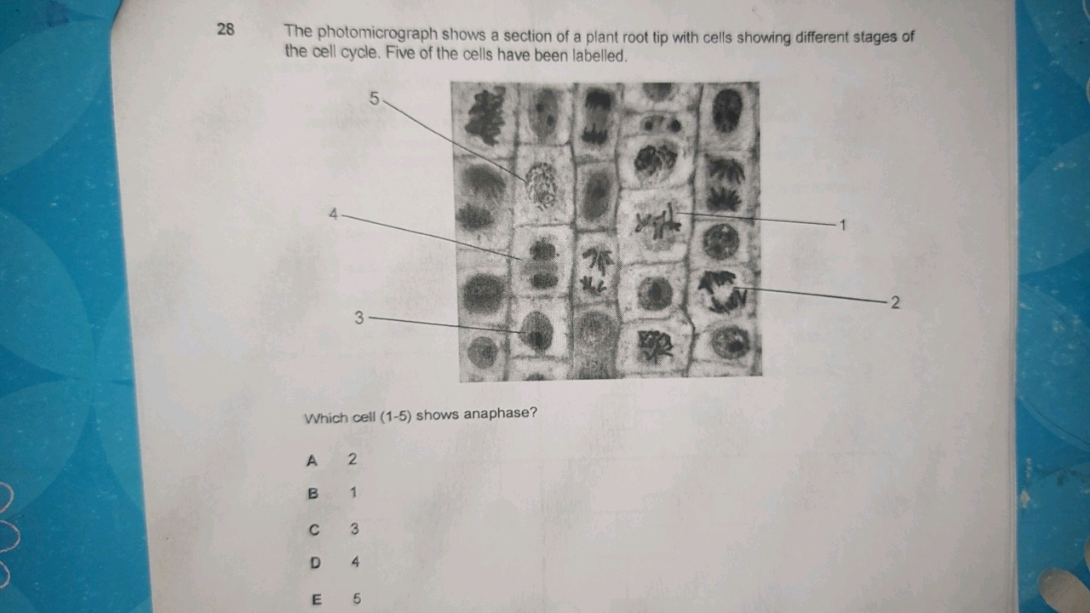 28
28
The photomicrograph shows a section of a plant root tip with cel