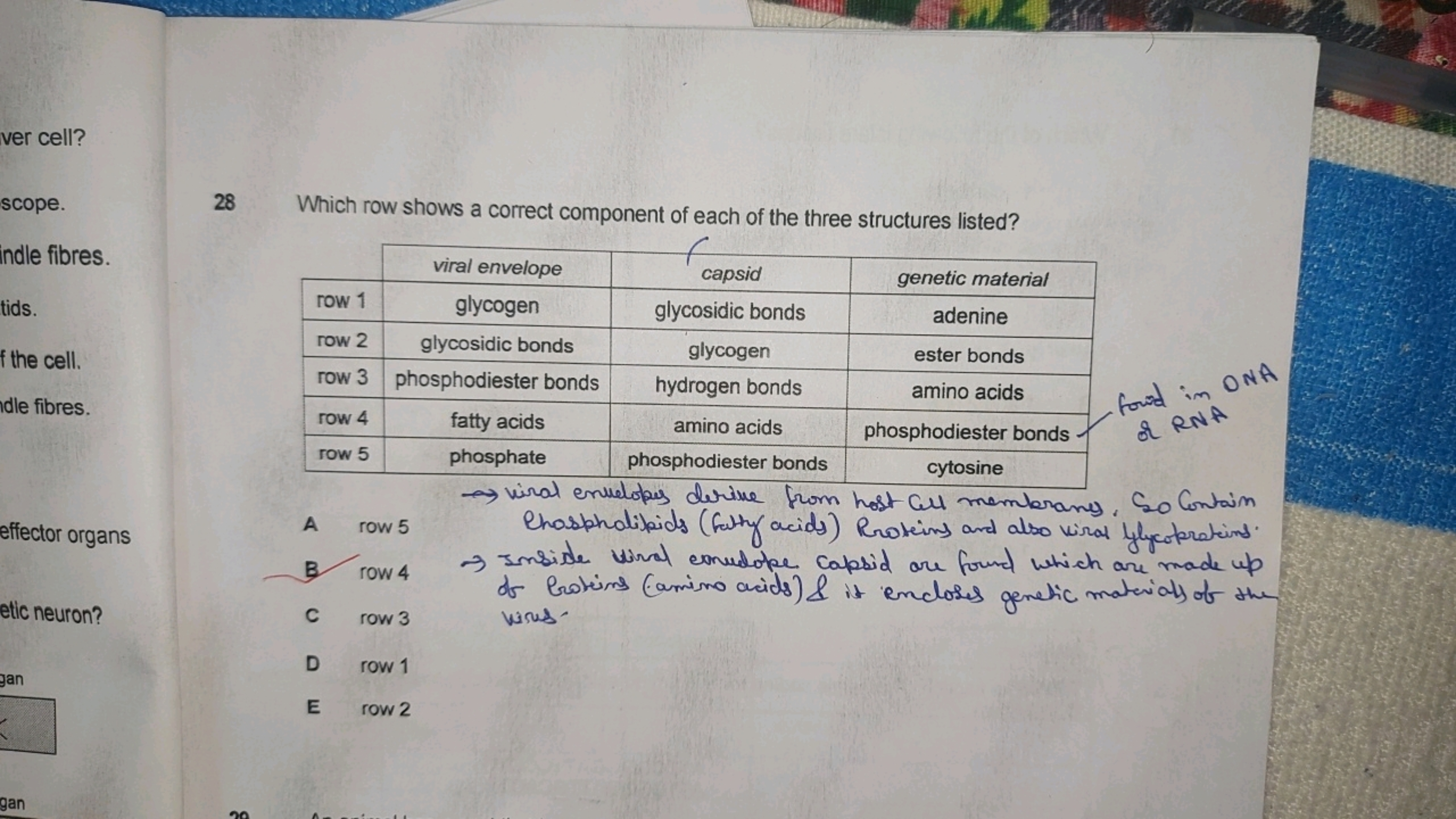 ver cell?
scope. indie fibres.
tads.
f the cell.
idle fibres.
effector