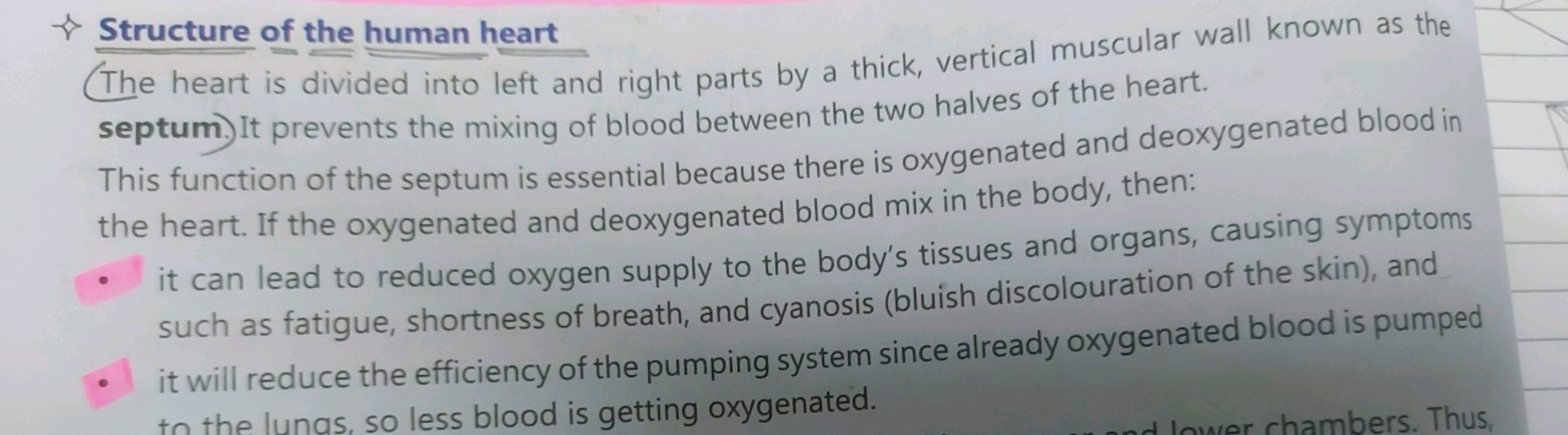 (The heart is divided into left and right parts by a thick, vertical m