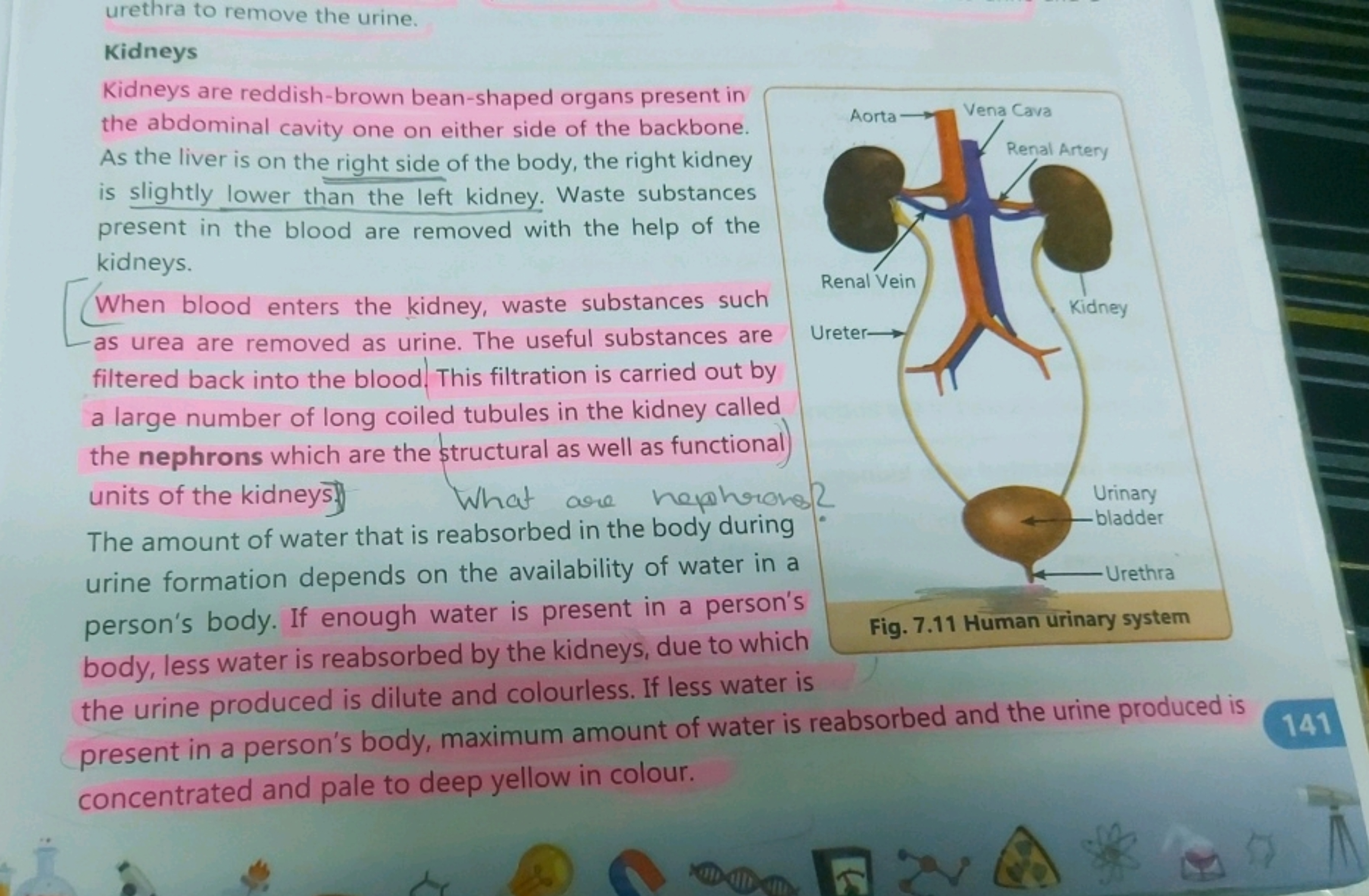 urethra to remove the urine.
Kidneys
Kidneys are reddish-brown bean-sh