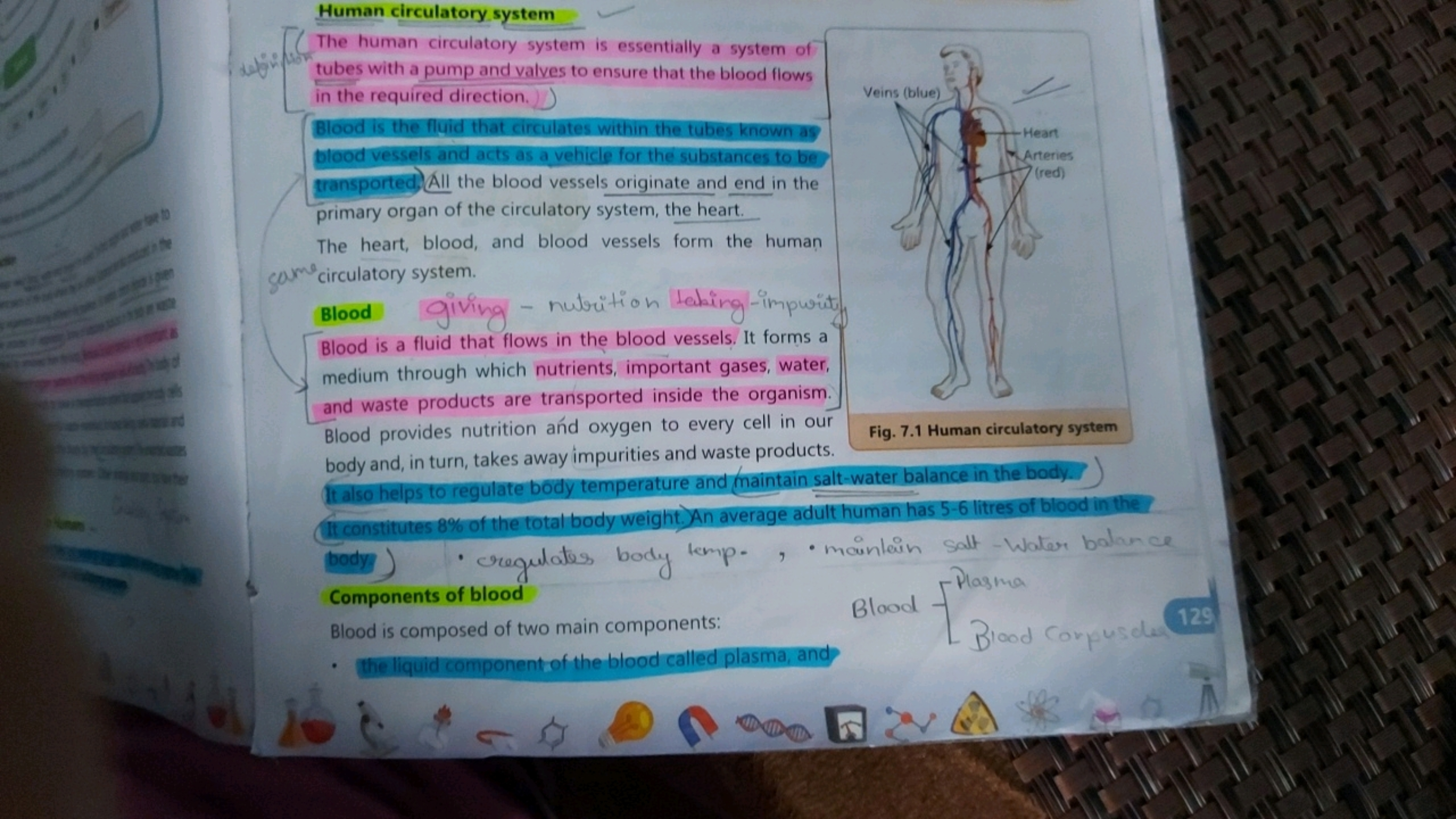 Human circulatory system
The human circulatory system is essentially a