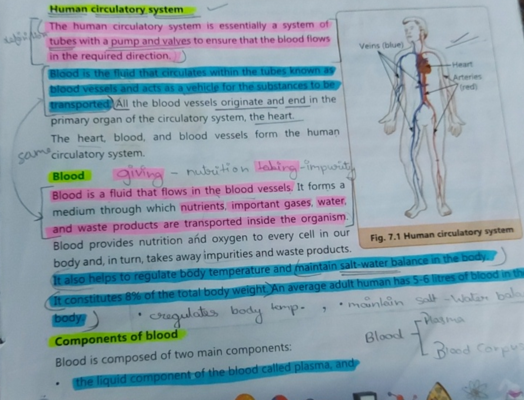 Human circulatory system
The human circulatory system is essentially a