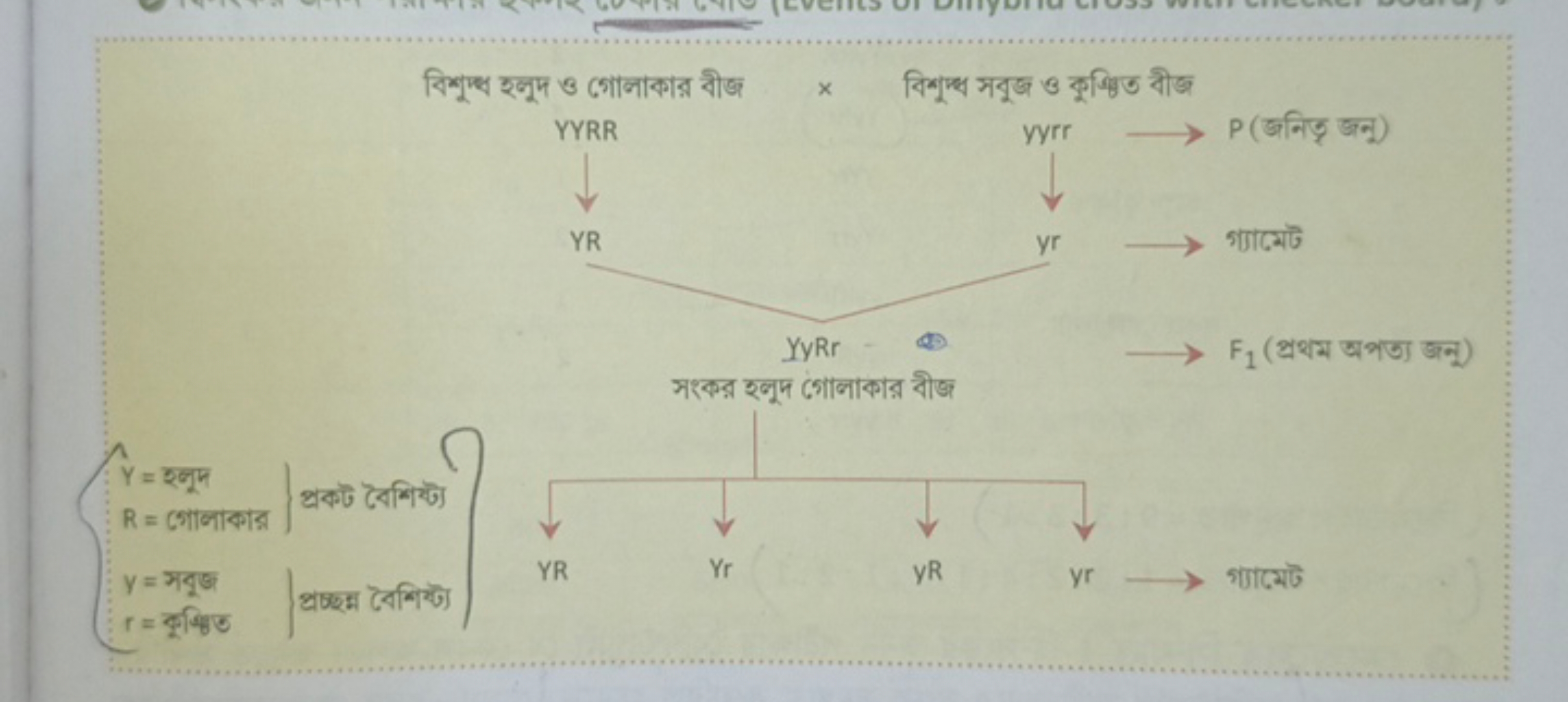 Y = 495
R = CONTRAST
Rue Roy & COGG
YYRR
YR
YyRr
AREA RON (SIGG
yyrr
→