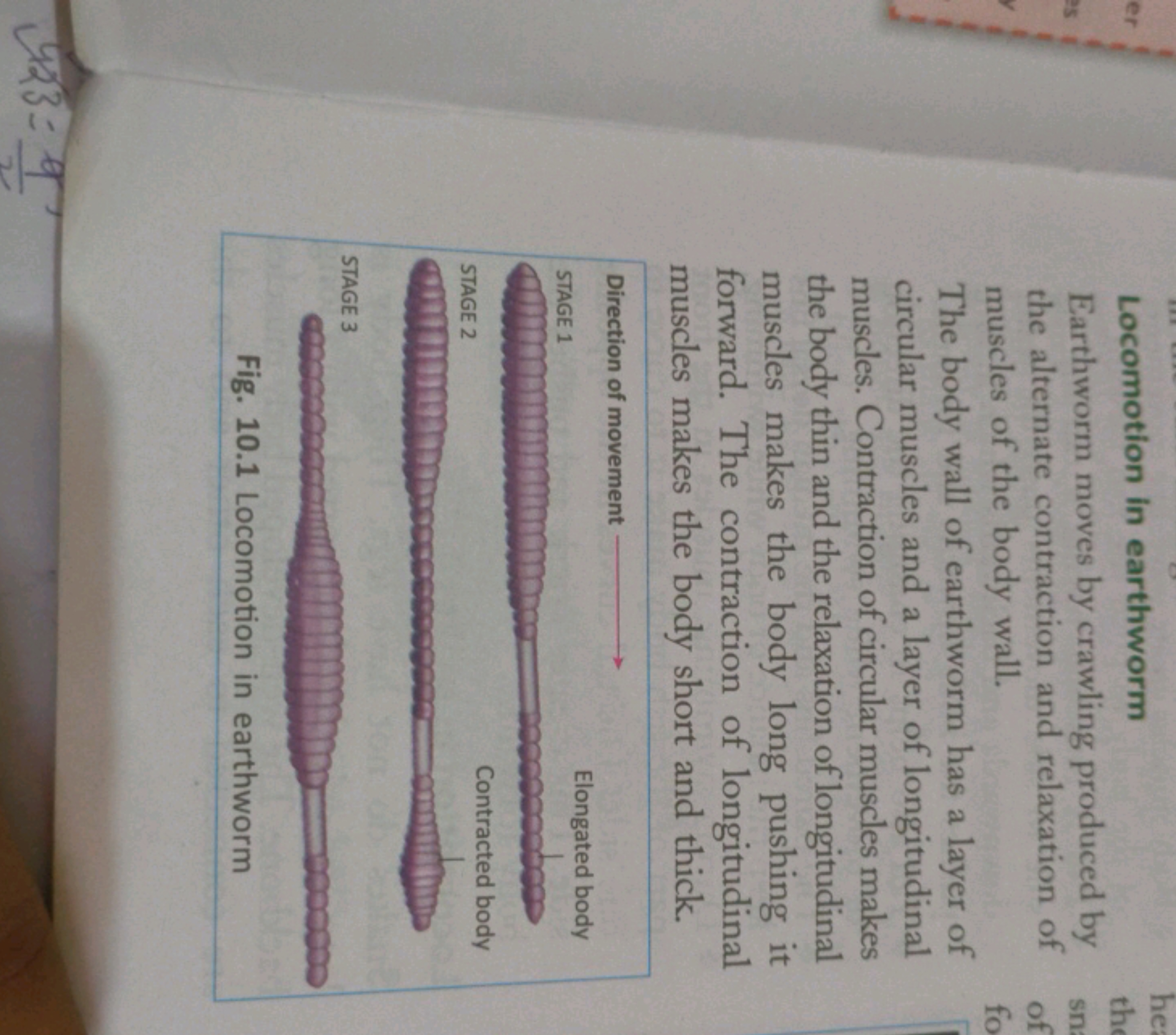 Locomotion in earthworm
Earthworm moves by crawling produced by the al