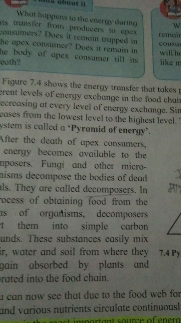 What happens to the energy during its transfer from producers to apex 