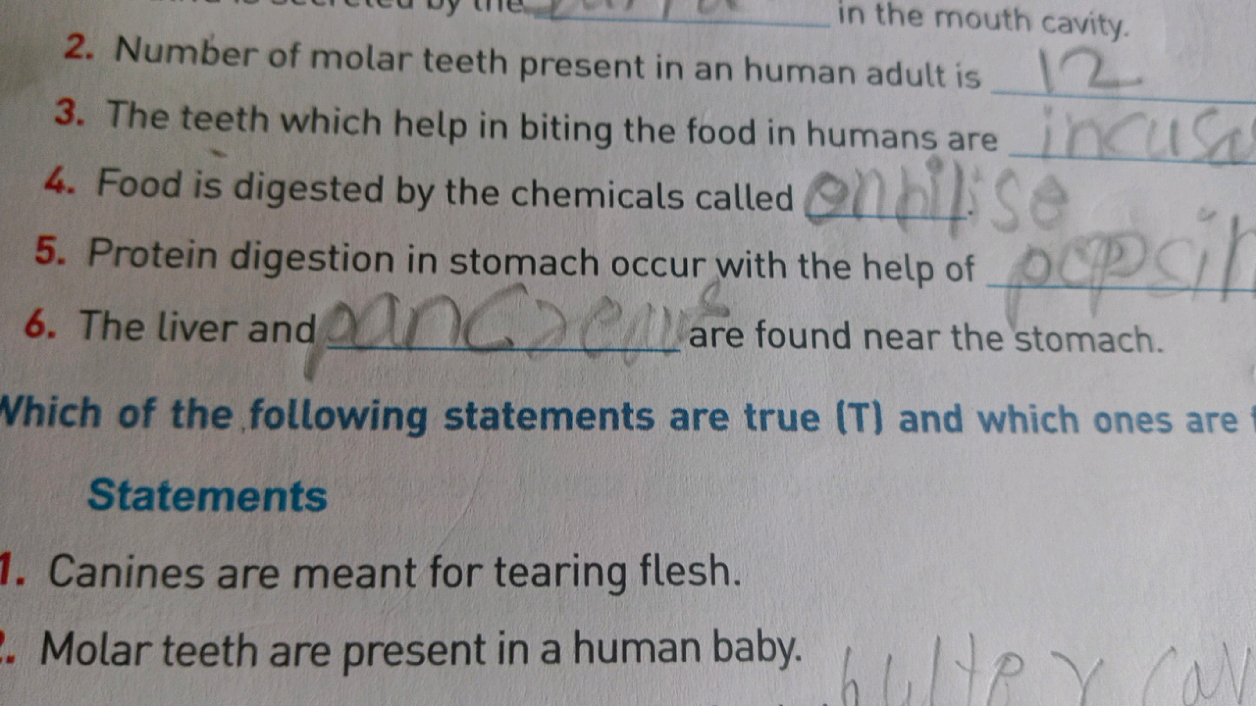 2. Number of molar teeth present in an human adult is 
3. The teeth wh