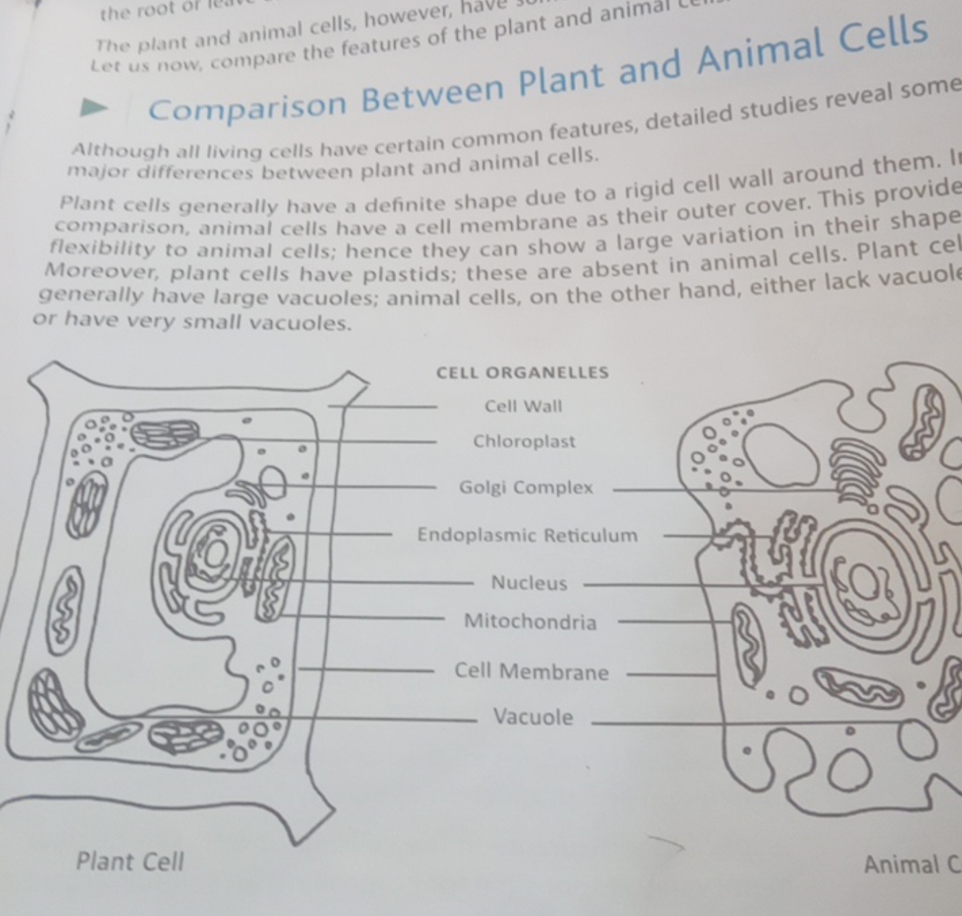 The plant and animal cells, however,
- Comparison Between Plant and An