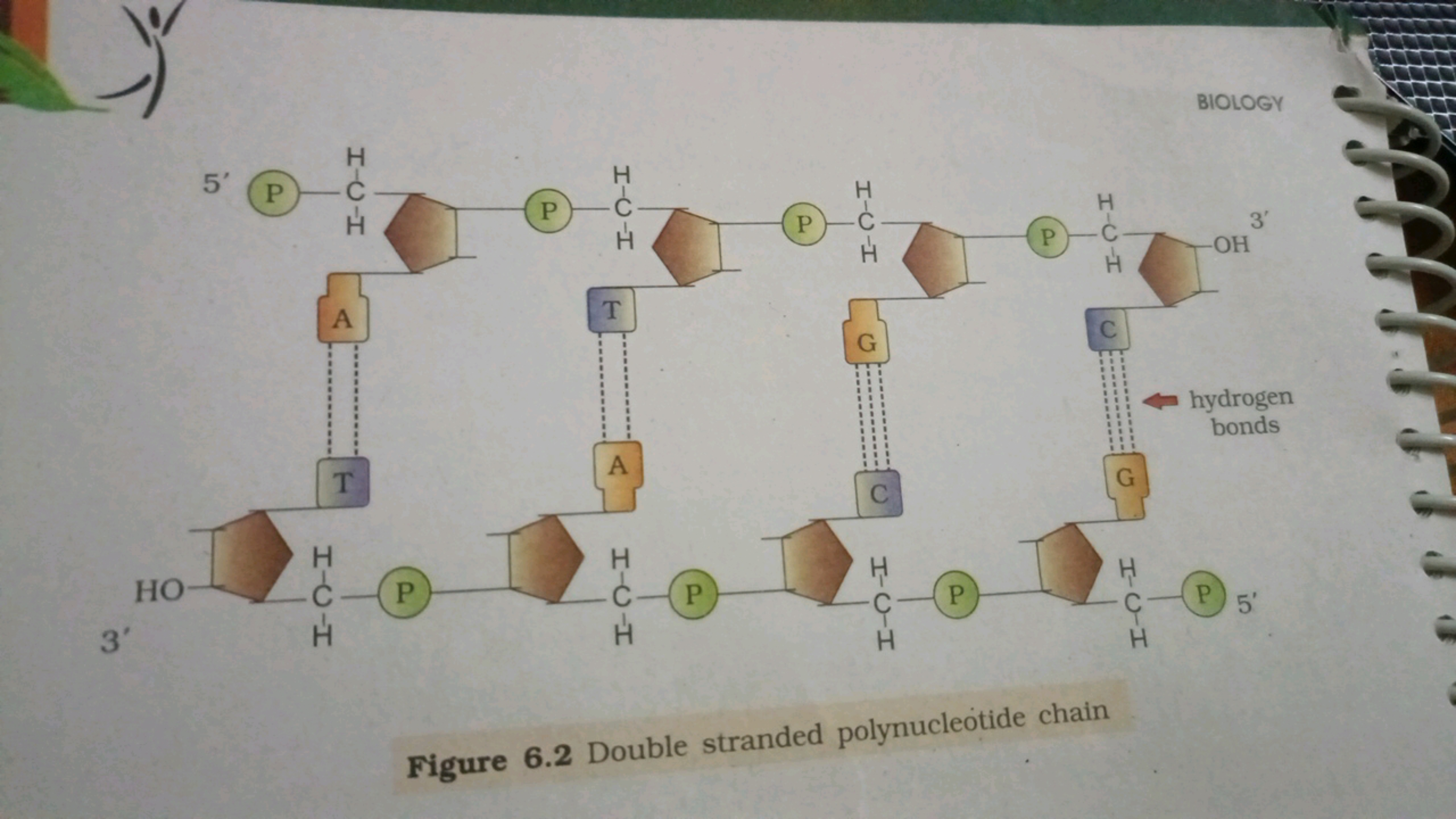 5' P
HIGH
3'
HO-
A
P
HIGH
T
A
T
HGH
P
HAH
P
P
H-C-H
G
C
HCHH
d
H-CH
P
