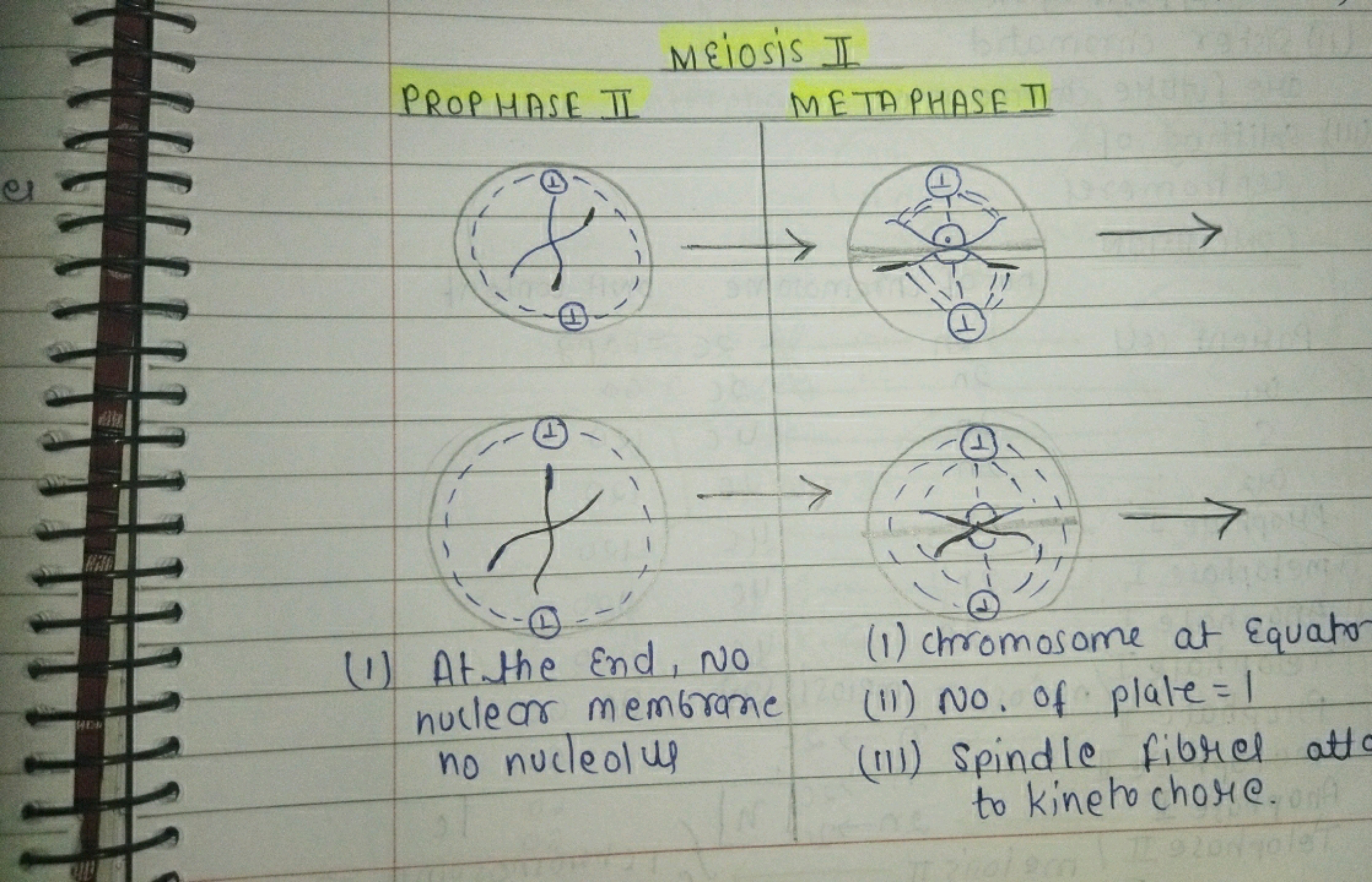 Meiosis I
bito
PROP HASE T
METAPHASE T
At the End, No
nuclear membrane