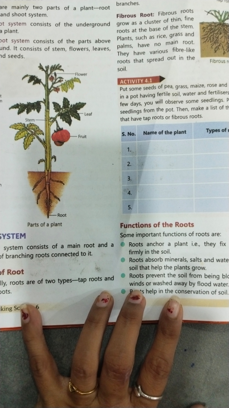 are mainly two parts of a plant-root branches. and shoot system.
tt sy