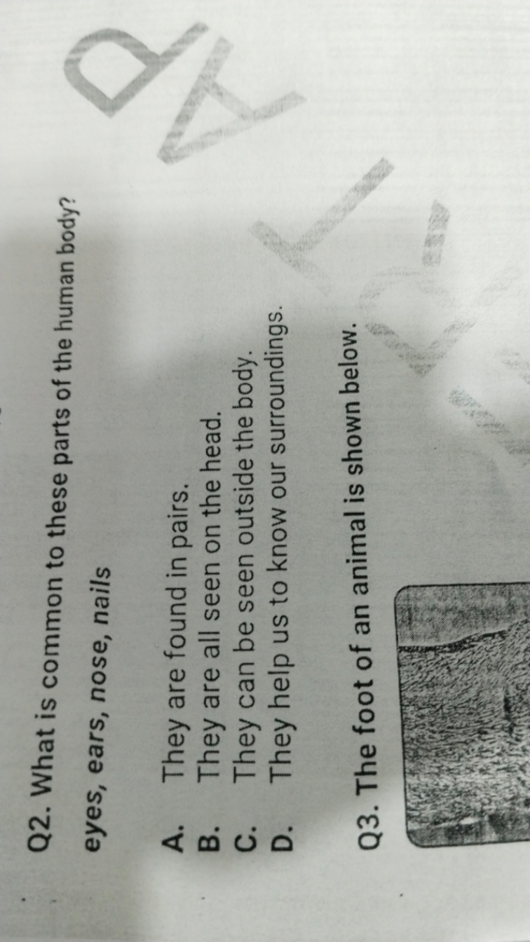 Q2. What is common to these parts of the human body? eyes, ears, nose,