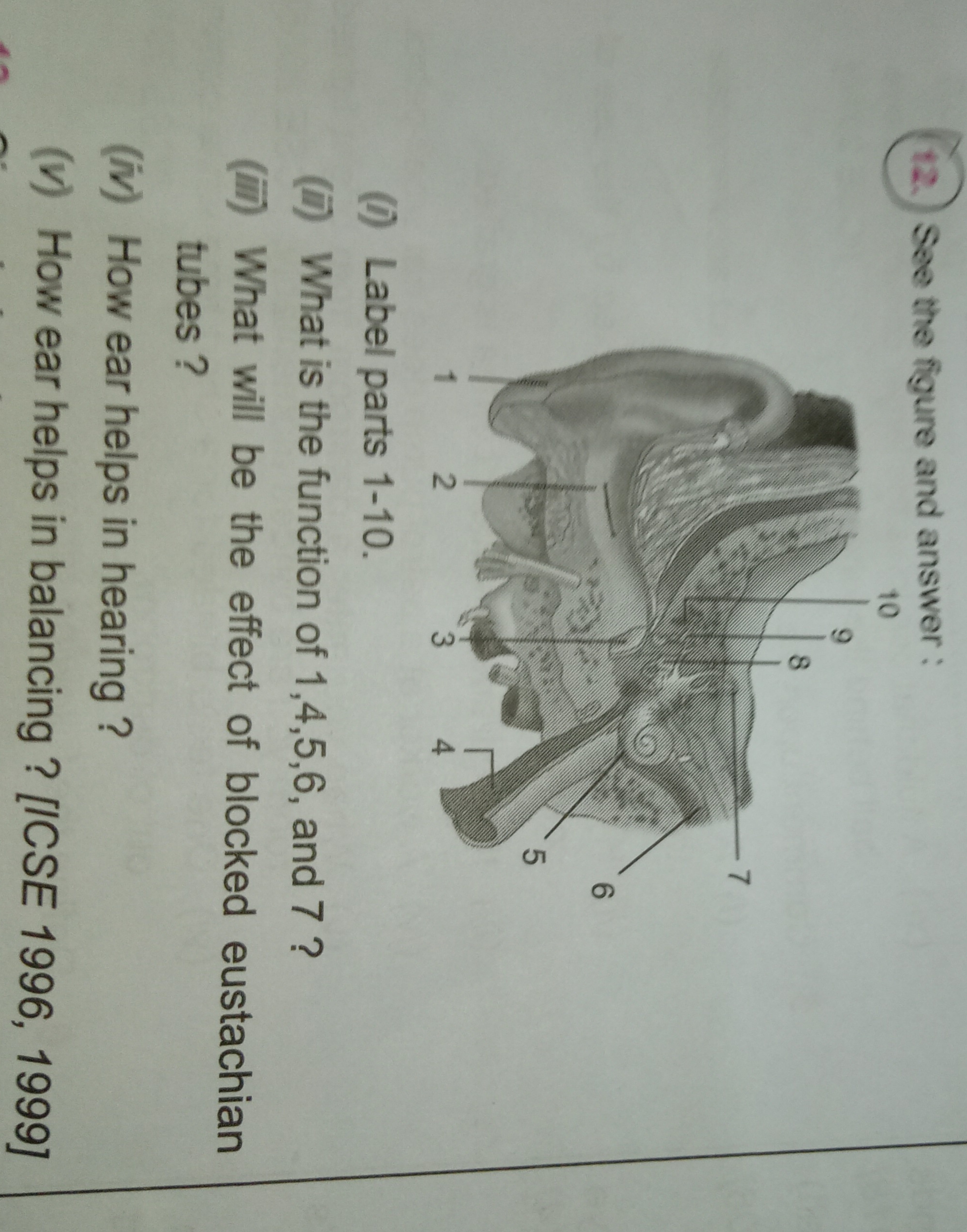 (12.) See the figure and answer:
(i) Label parts 1-10.
(ii) What is th