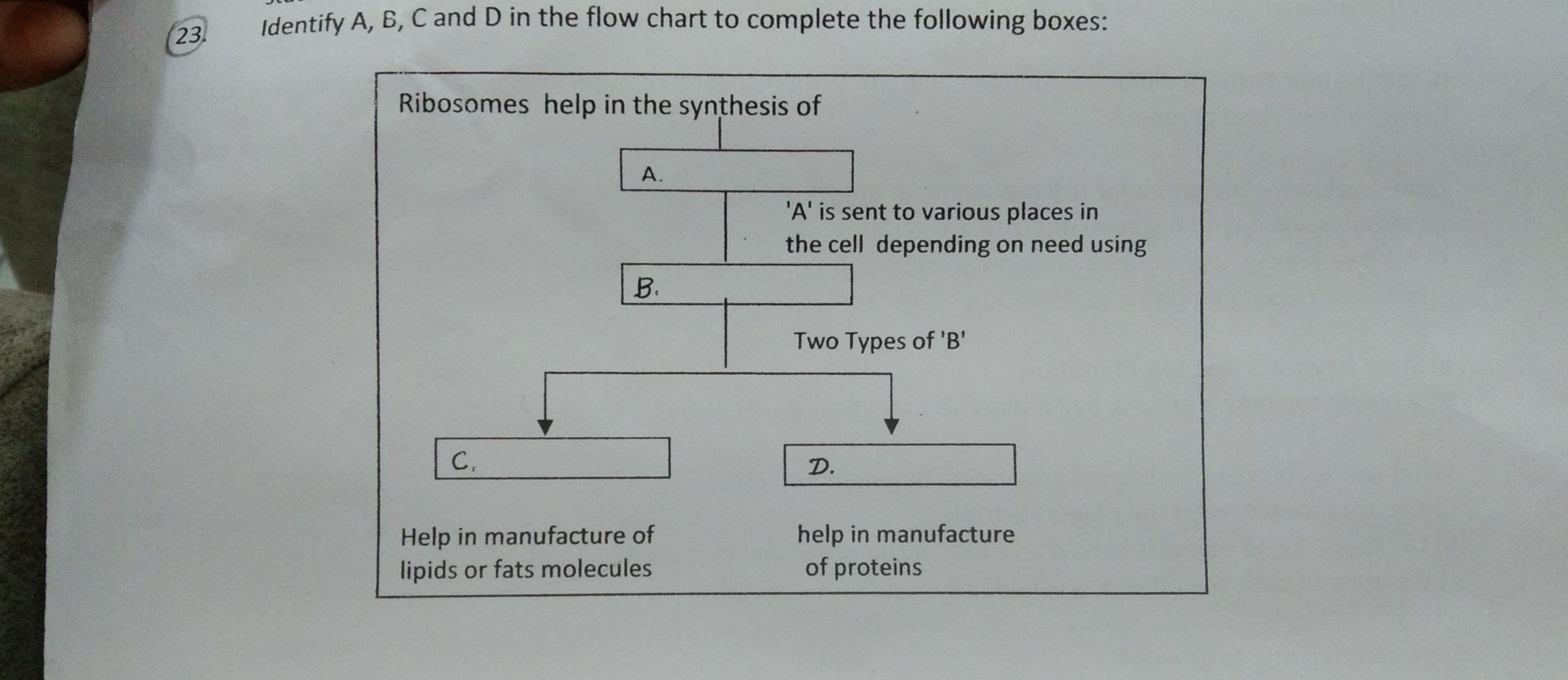 23. Identify A,B,C and D in the flow chart to complete the following b