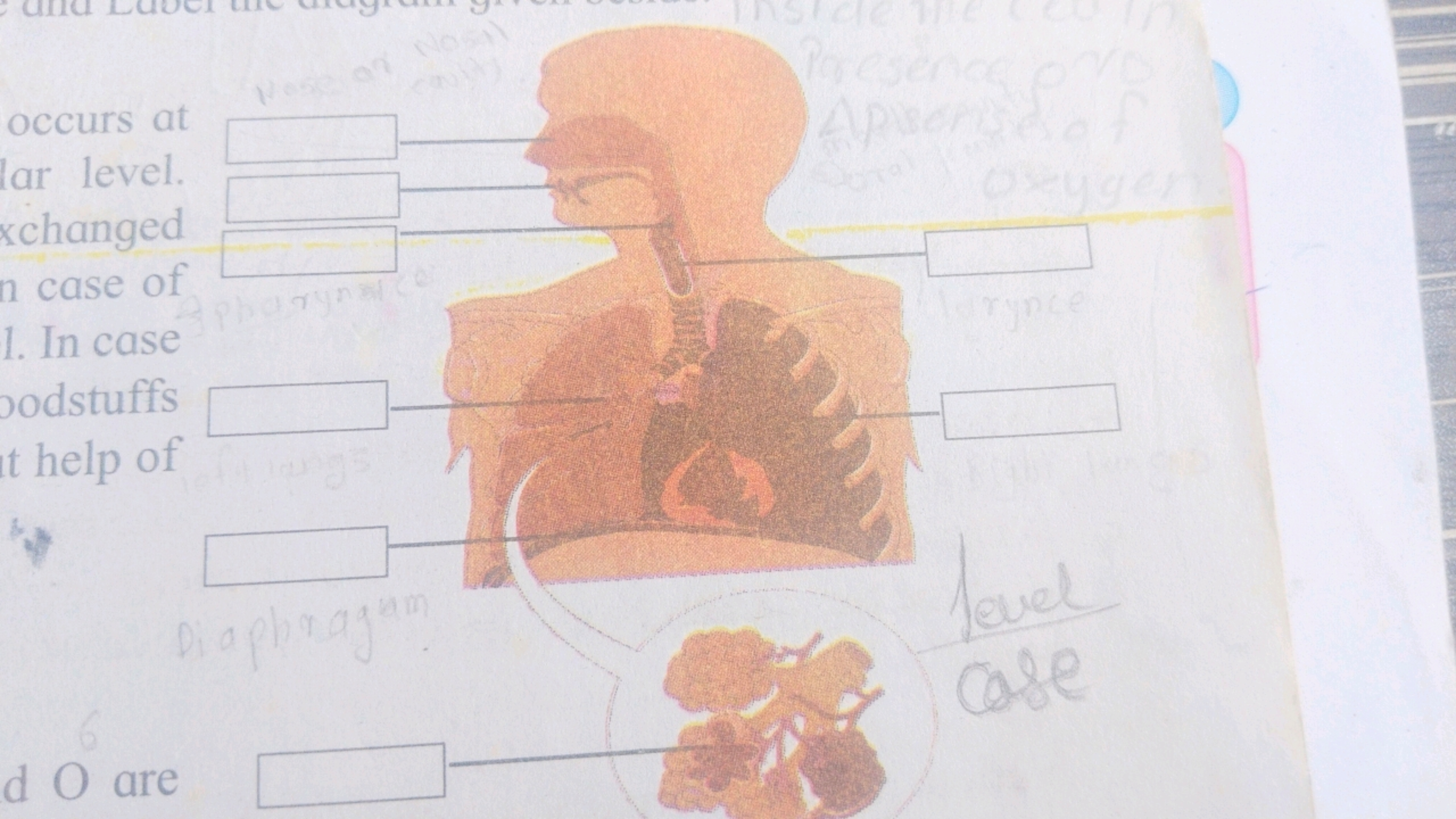 occurs at
lar level.
xchanged
n case of
1. In case Pharynal
oodstuffs
