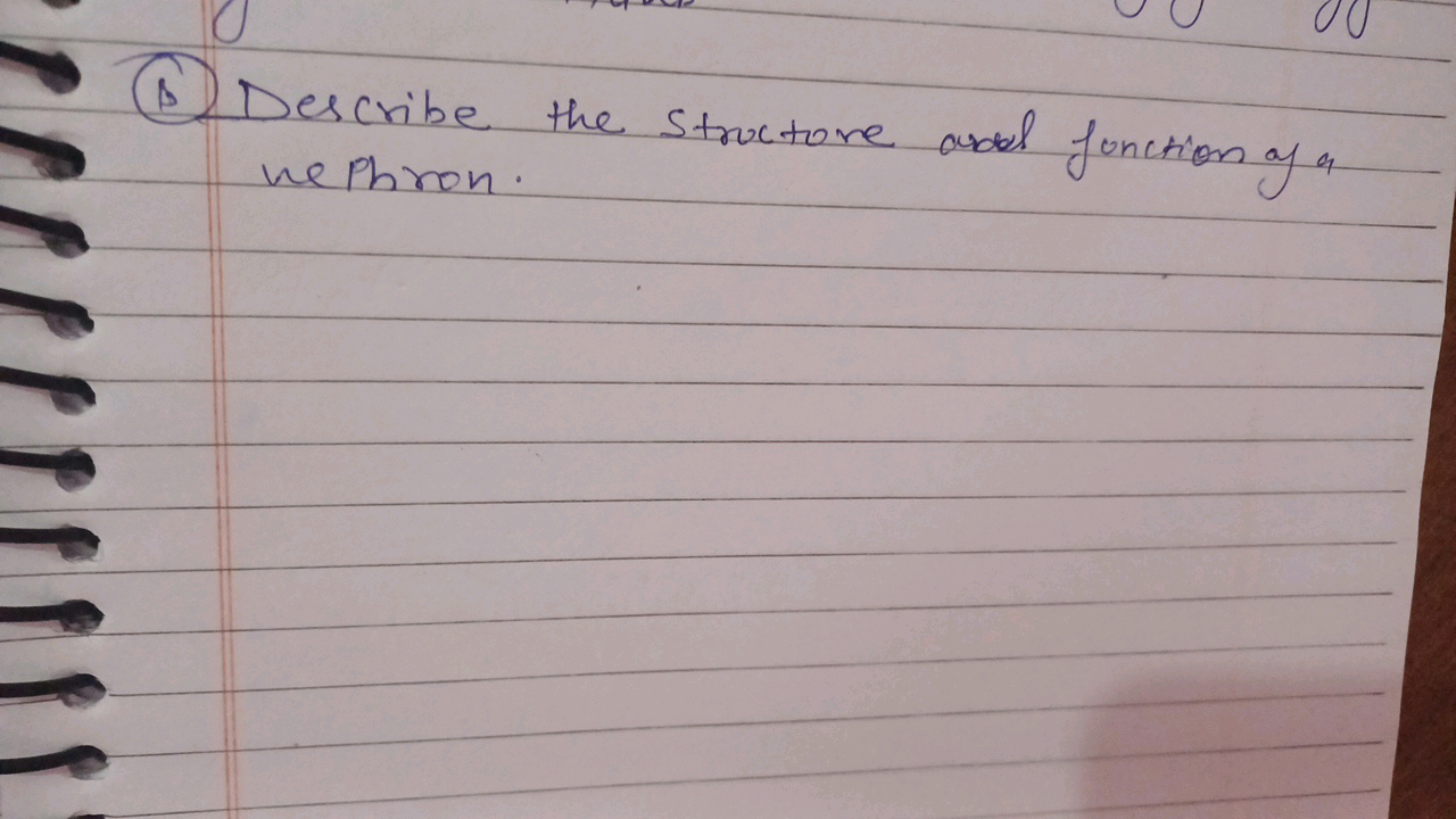 (1) Describe the stractore ard function of a nephron.