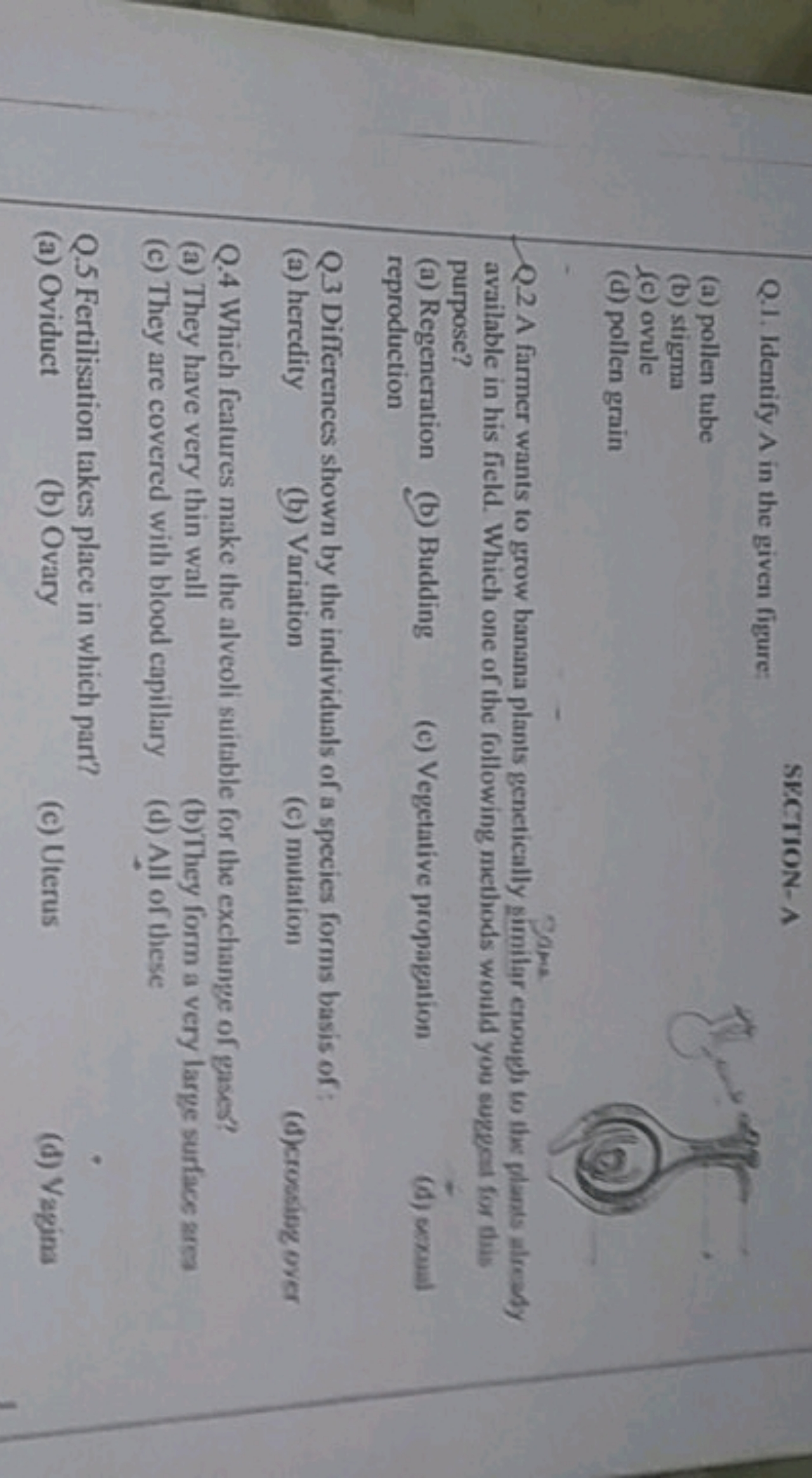 Q.1. Identify A in the given figure:

SECTION-A
(a) pollen tube
(b) st