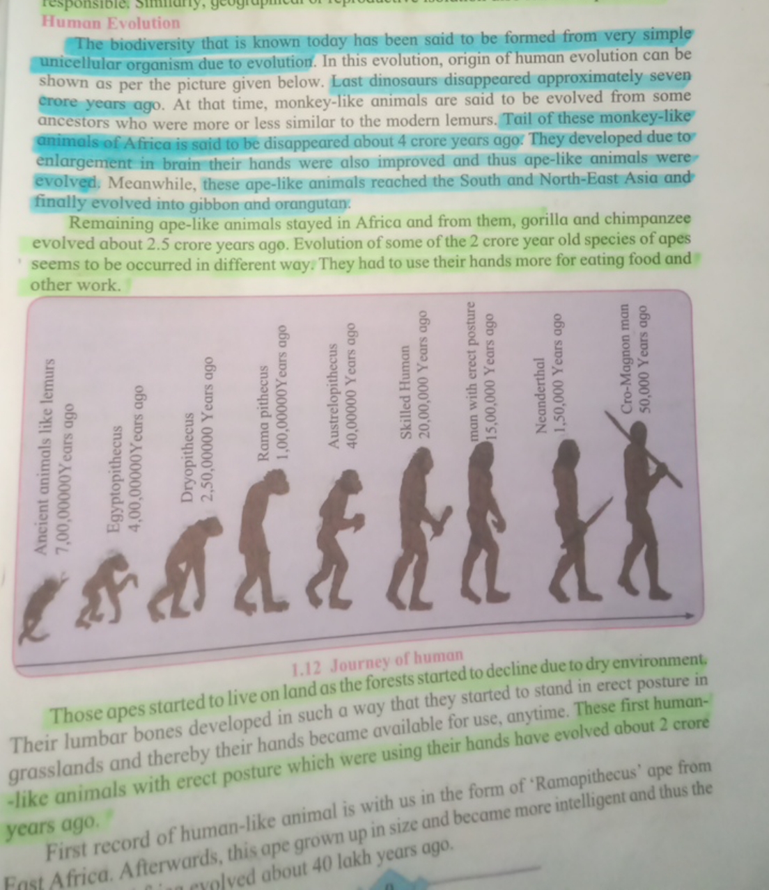 Human Evolution
The biodiversity that is known today has been said to 