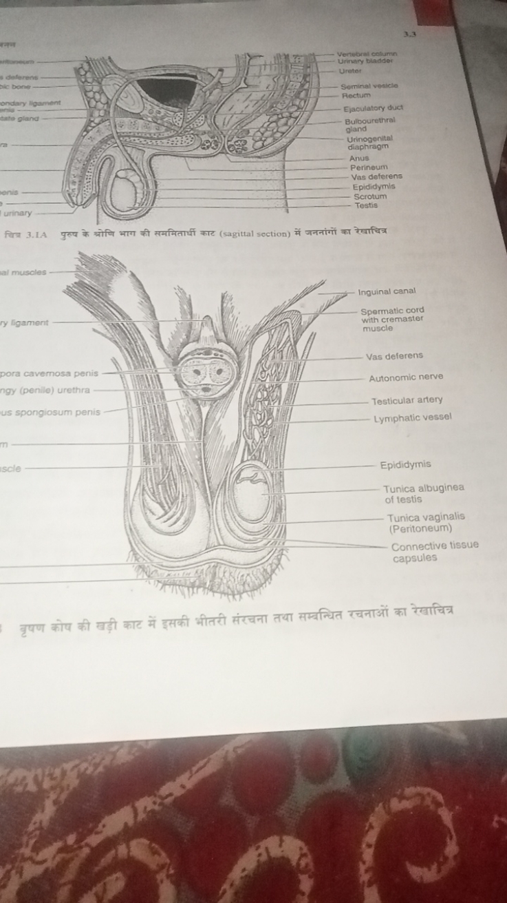 3.3
बनल

चिन्न 3.1A पुरुप के श्रोधि भाग की सममितार्धी काट (sagittal se