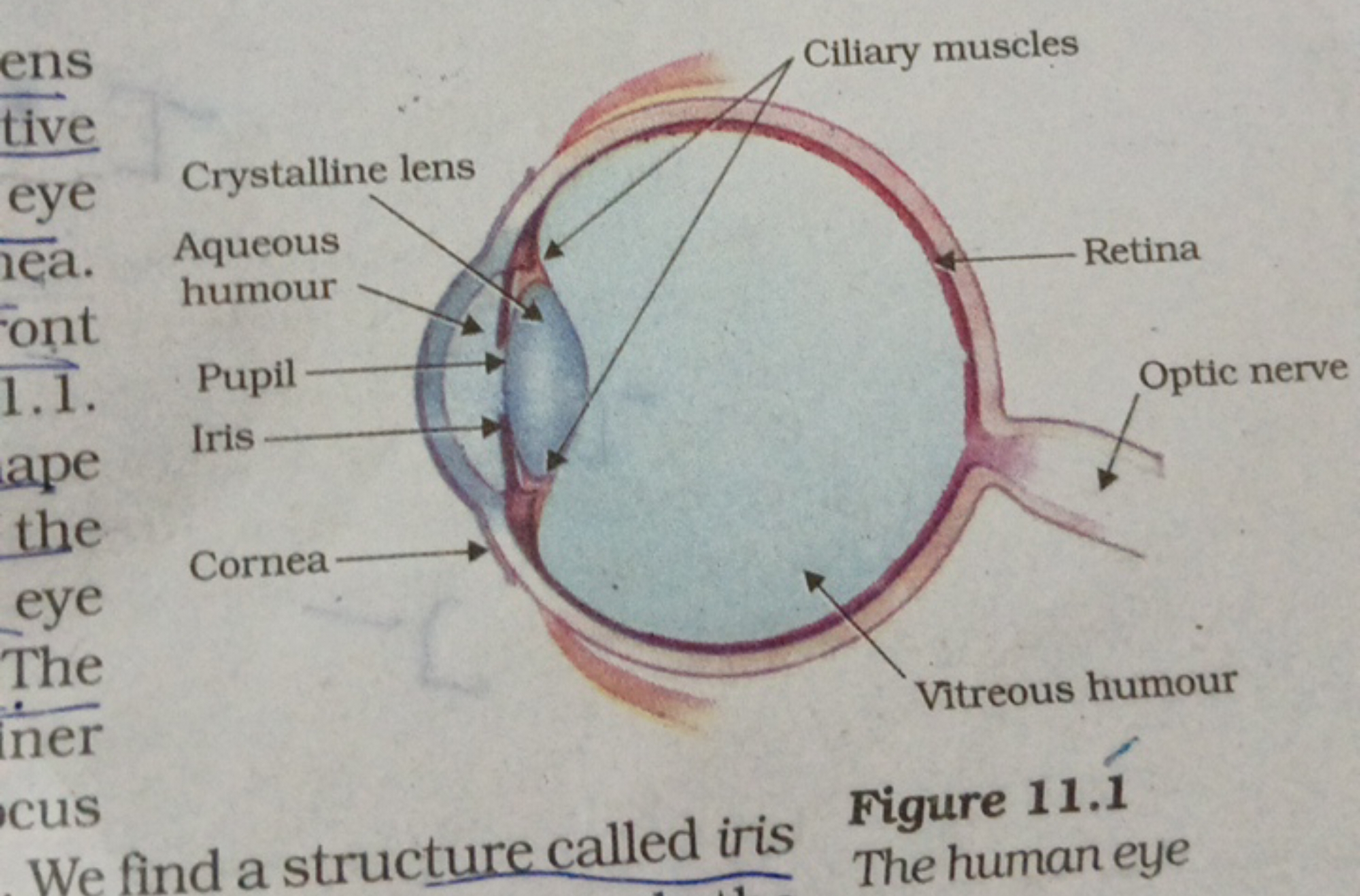 ens
tive
Crystalline lens
eye
hea.
Aqueous
humour
Font
1.1.
Pupil
Iris