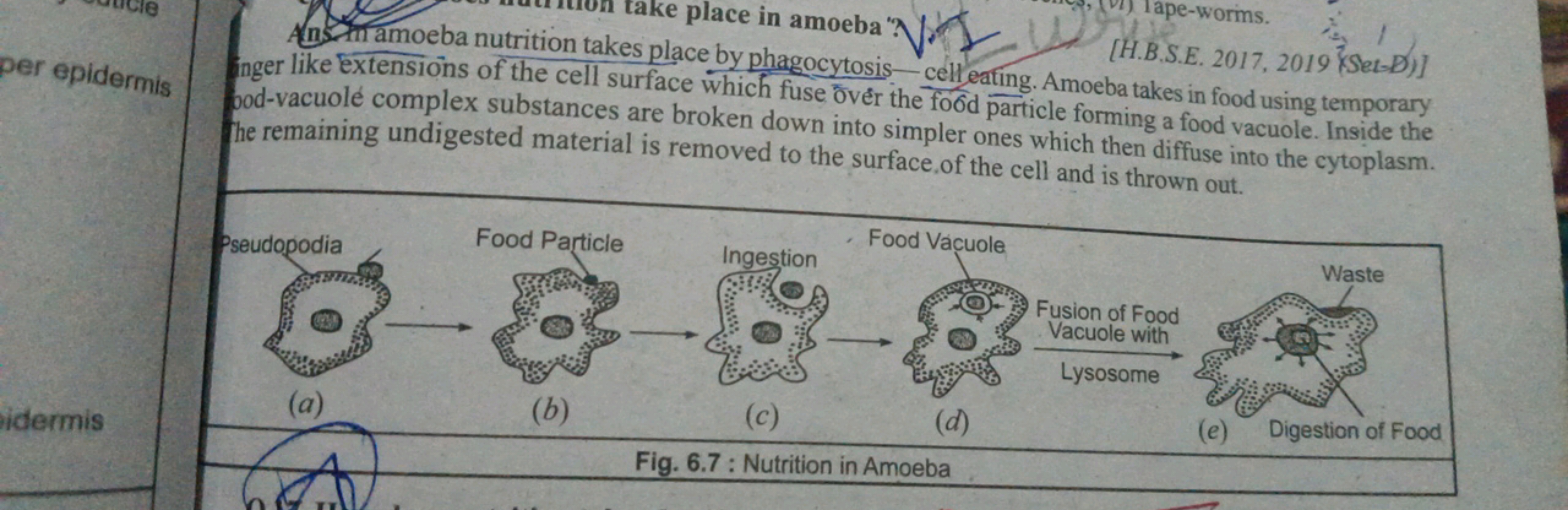 Ans mamoeba nutrition takes place by phagocyta. [H.B.S.E. 2017, 2019 k