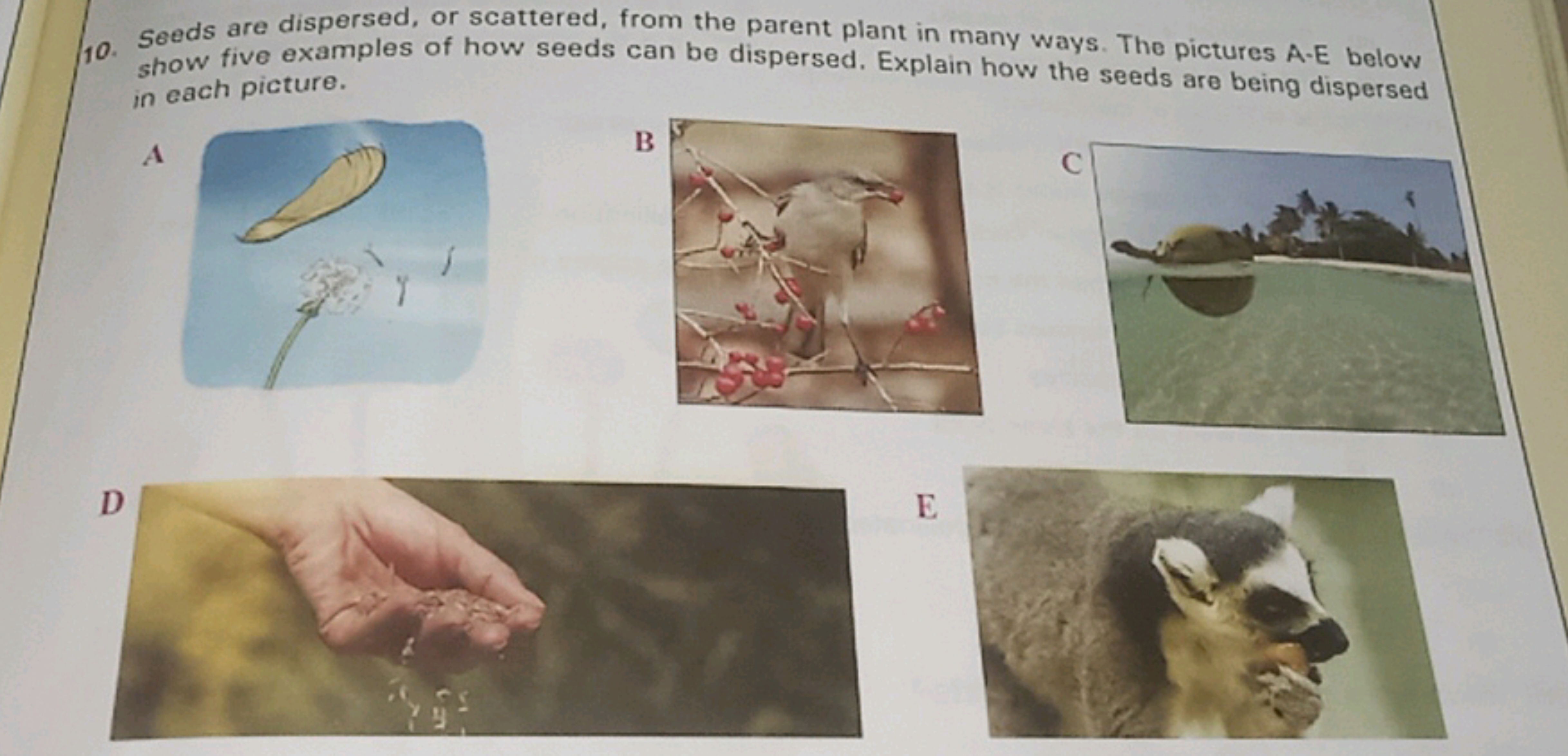 10. Seeds are dispersed, or scattered, from the parent plant in many w