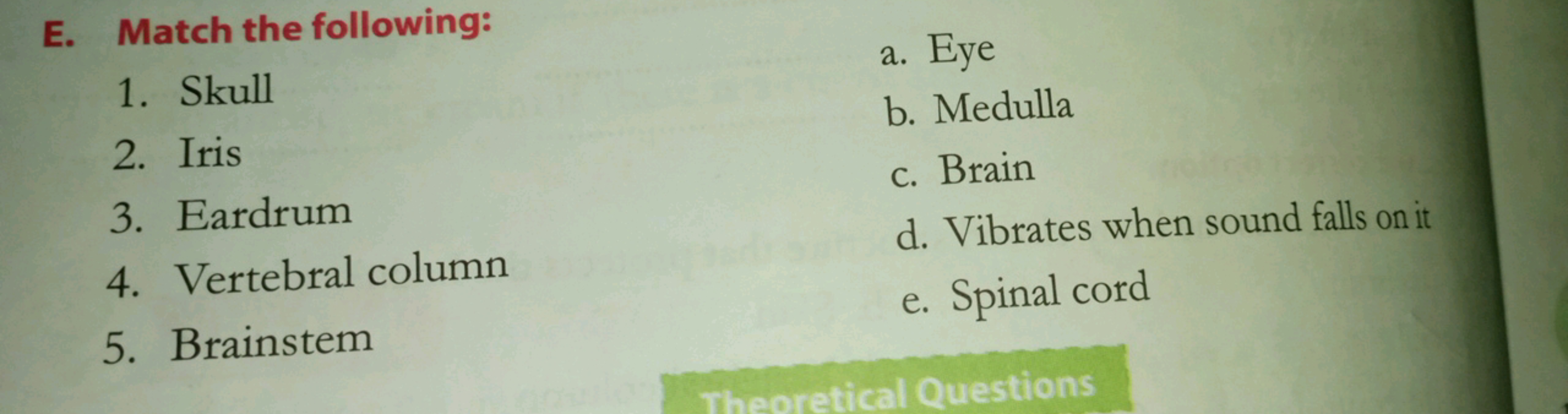 E. Match the following:
1. Skull
2. Iris
3. Eardrum
4. Vertebral colum