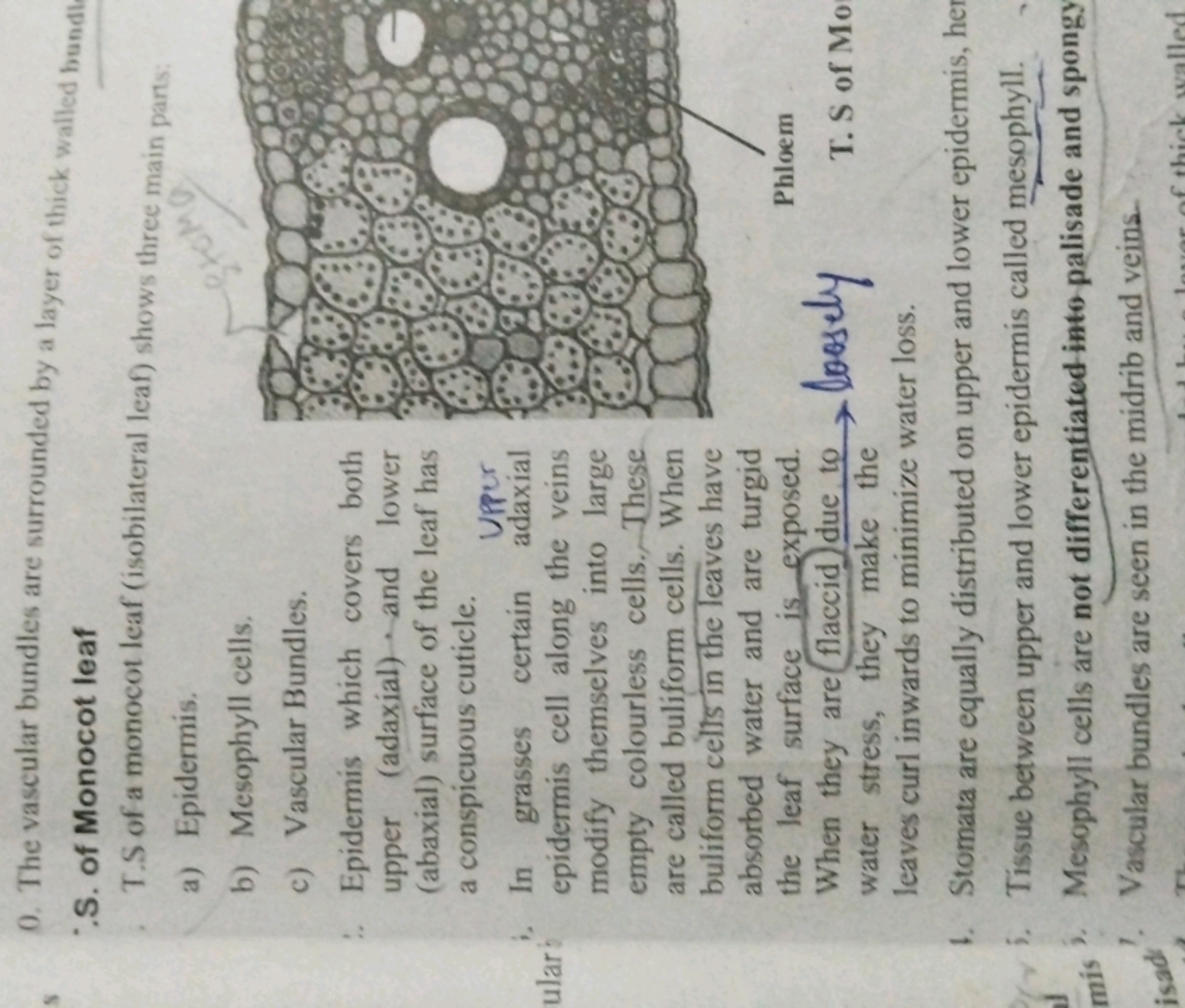 0. The vascular bundles are surrounded by a layer of thick walled bund