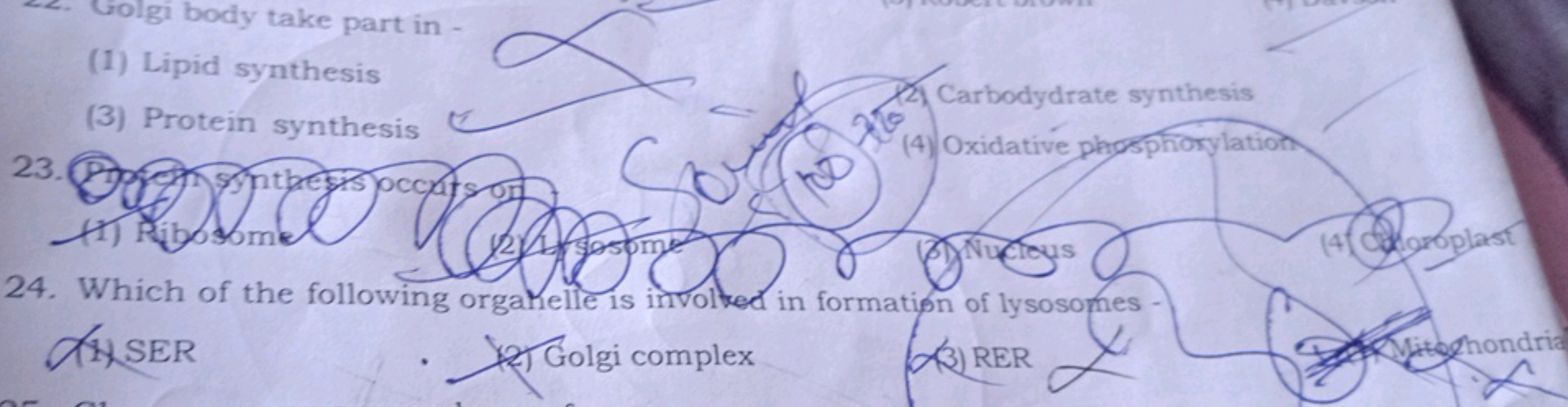 2. Golgi body take part in -
(1) Lipid synthesis 
(3) Protein synthesi