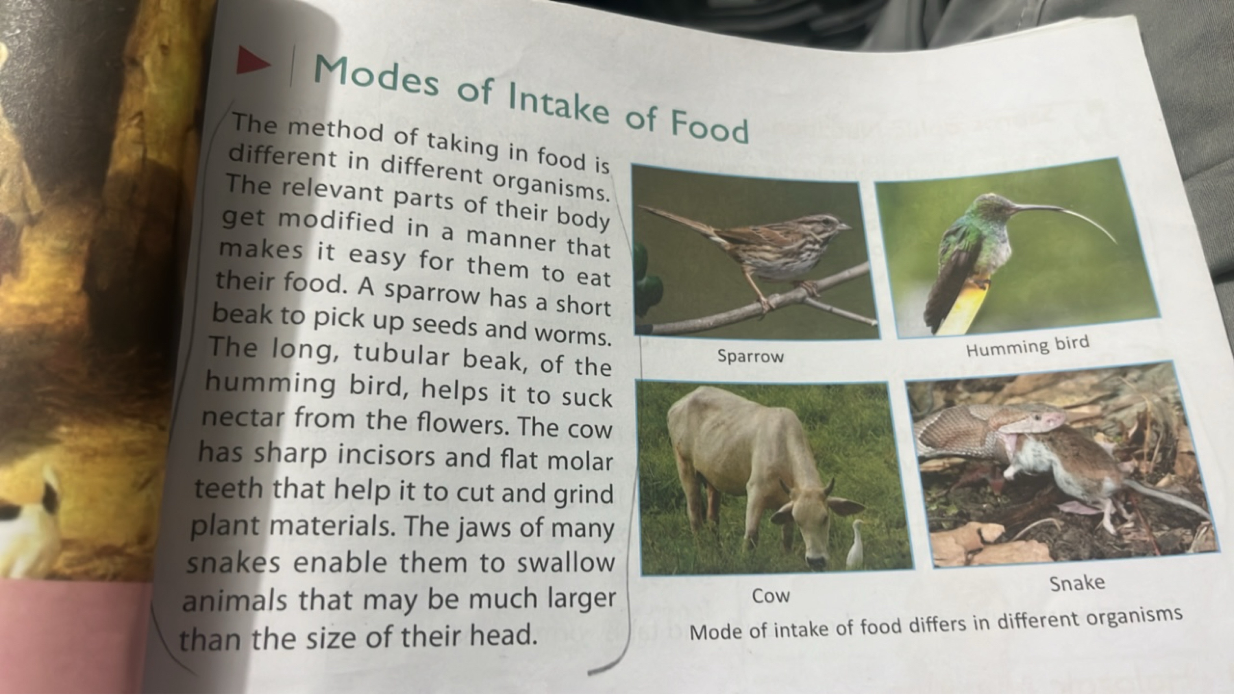 Modes of Intake of Food
The method of taking in food is different in d