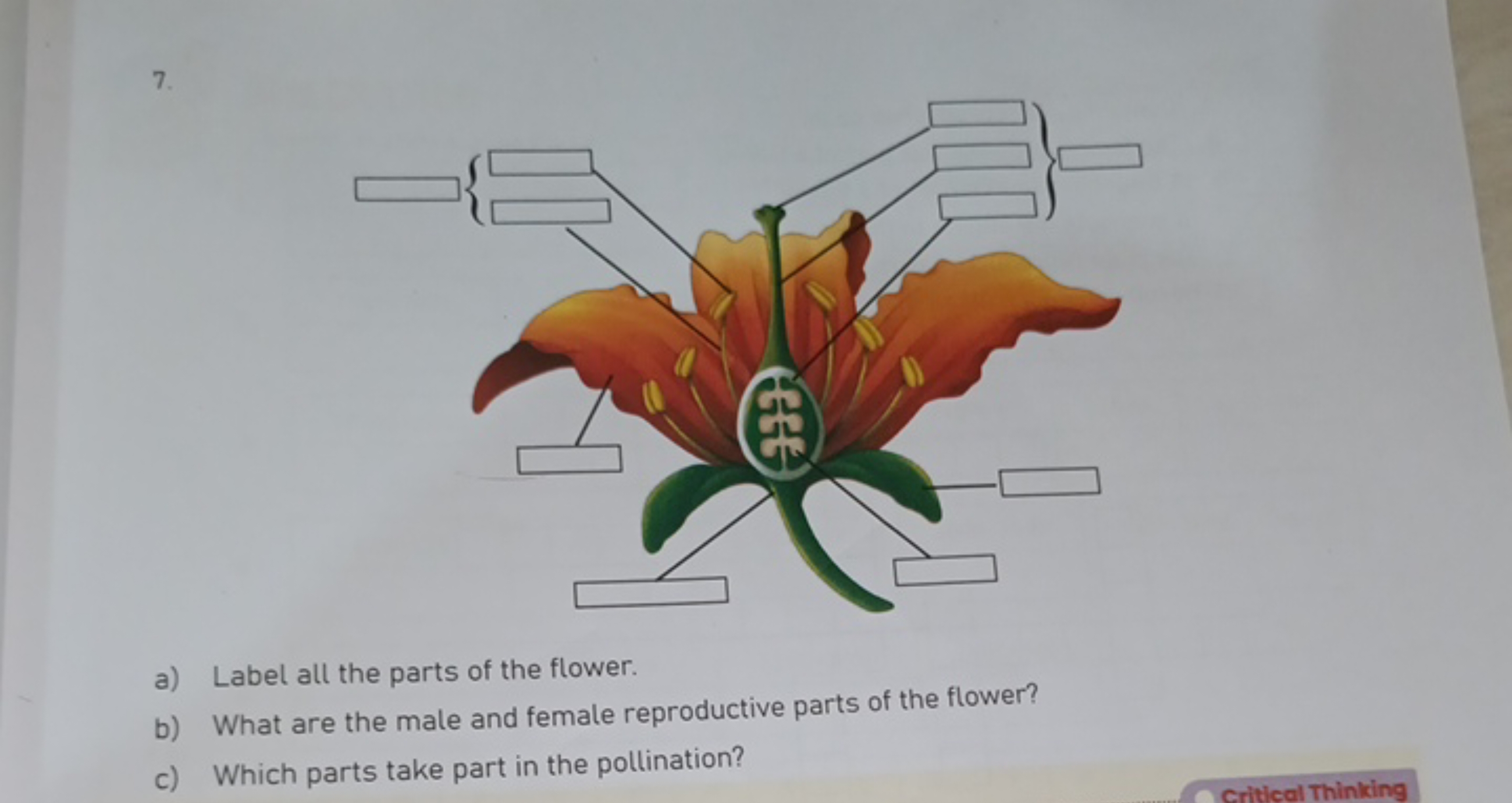 7.
a) Label all the parts of the flower.
b) What are the male and fema