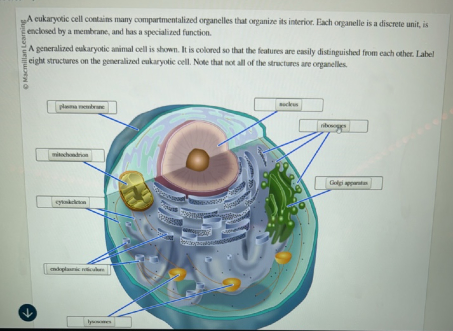 
A eukaryotic cell contains many compartmentalized organelles that org