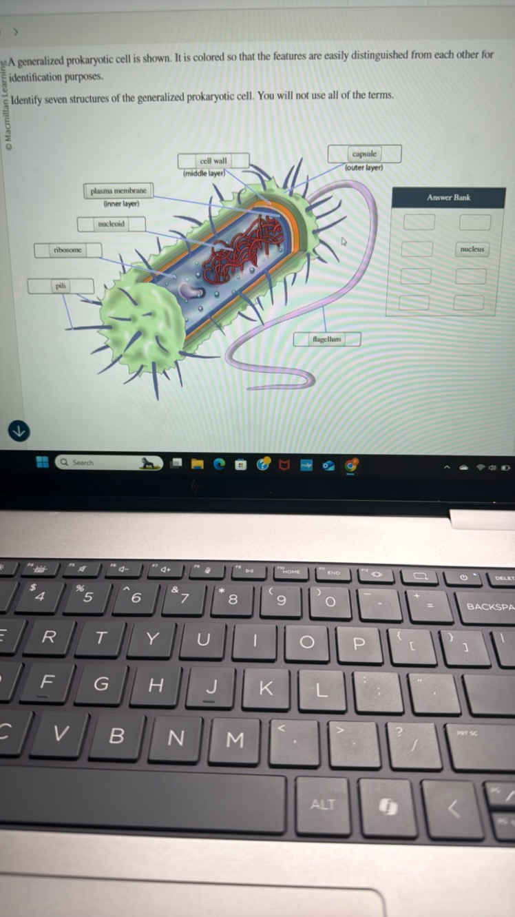 4 generalized prokaryotic cell is shown. It is colored so that the fea