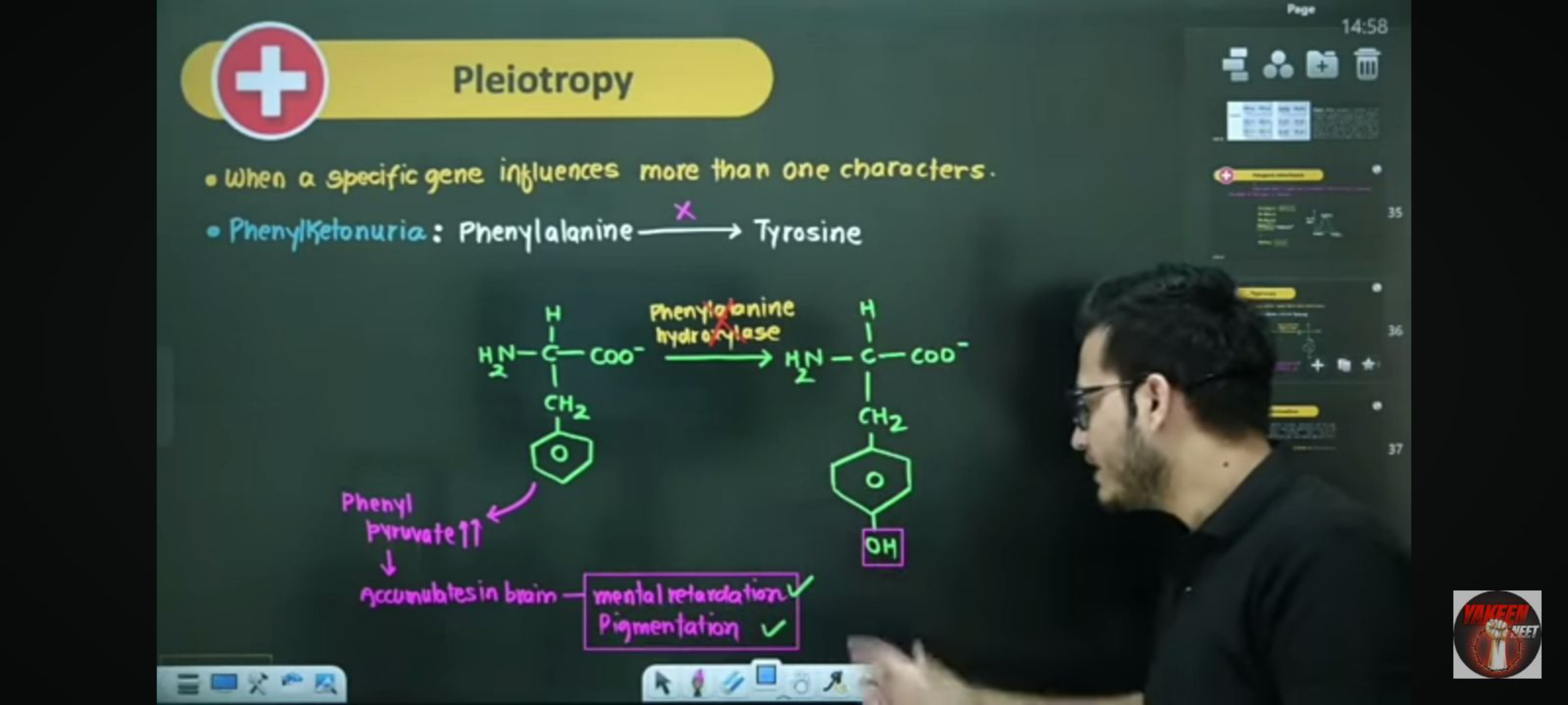 +
Pleiotropy
• When a specific gene influences more than one character