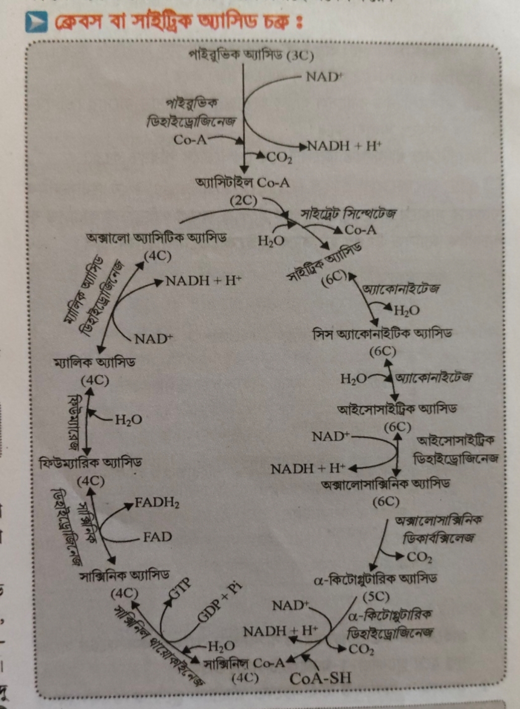 ब्बেবস বা সাইট্রিক ख্যাসिए চब :