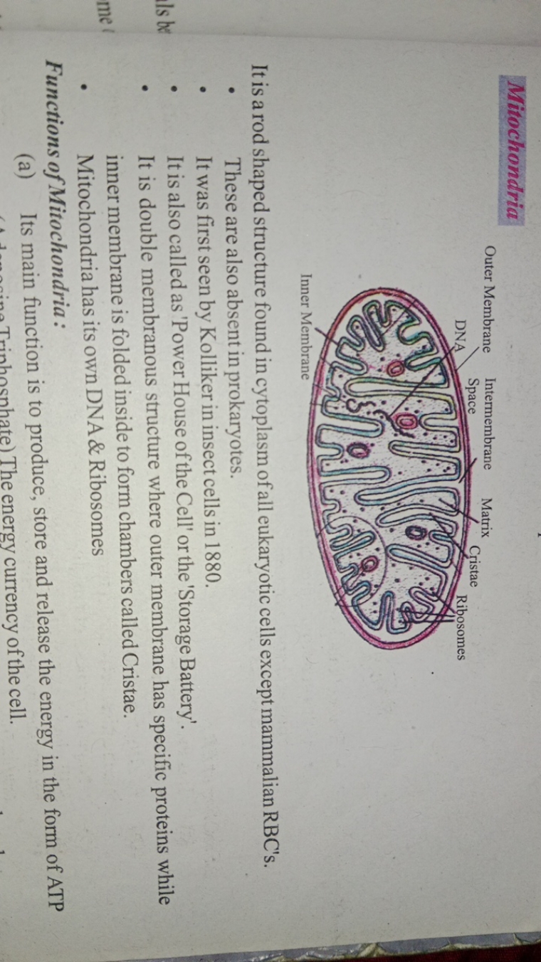 Mitochondria

It is a rod shaped structure found in cytoplasm of all e