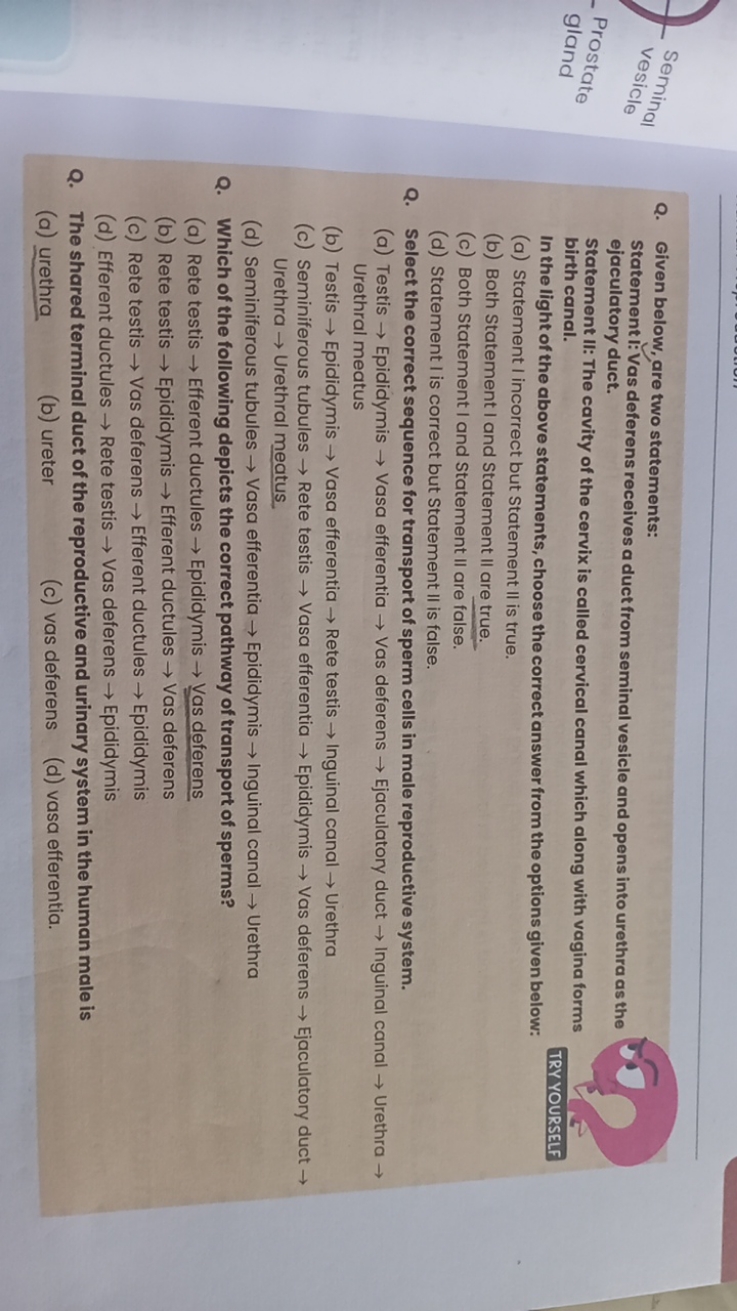 Q. Given below, are two statements:

Statement I:Vas deferens receives