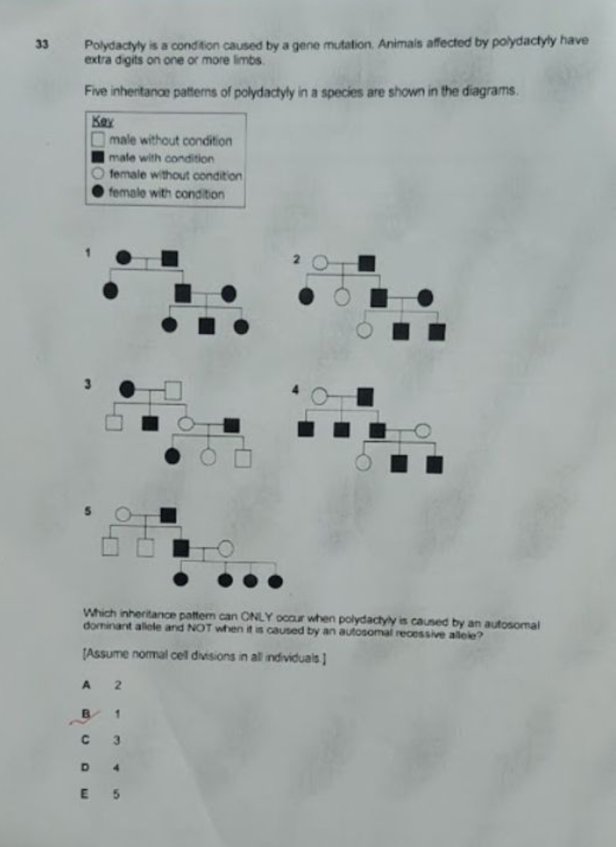 33 Polydactyly is a condtion caused by a gene mutation. Animals affect