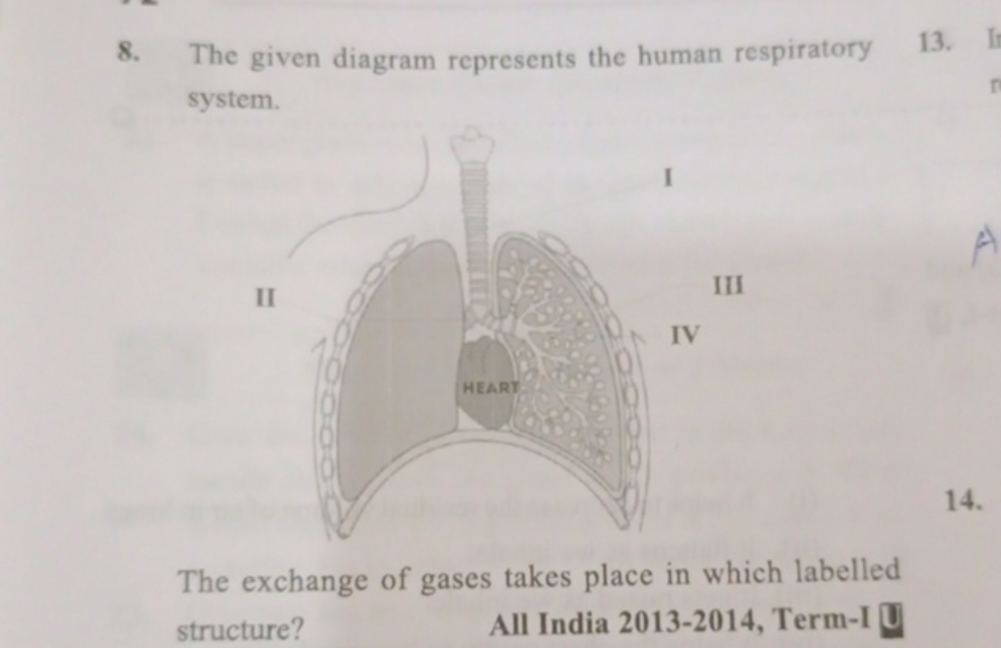 8. The given diagram represents the human respiratory system.
14.

The