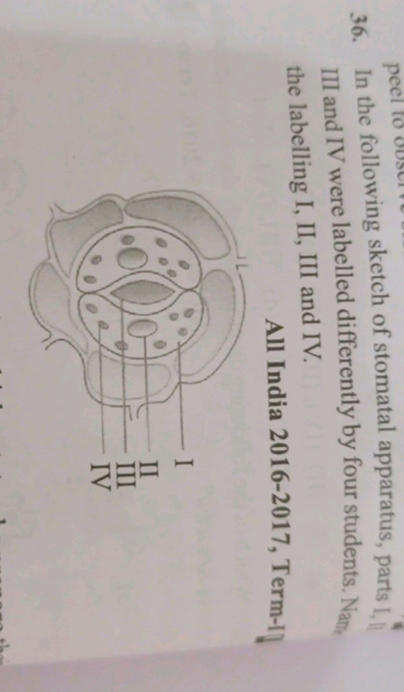 36. In the following sketch of stomatal apparatus, parts 1 , il III an