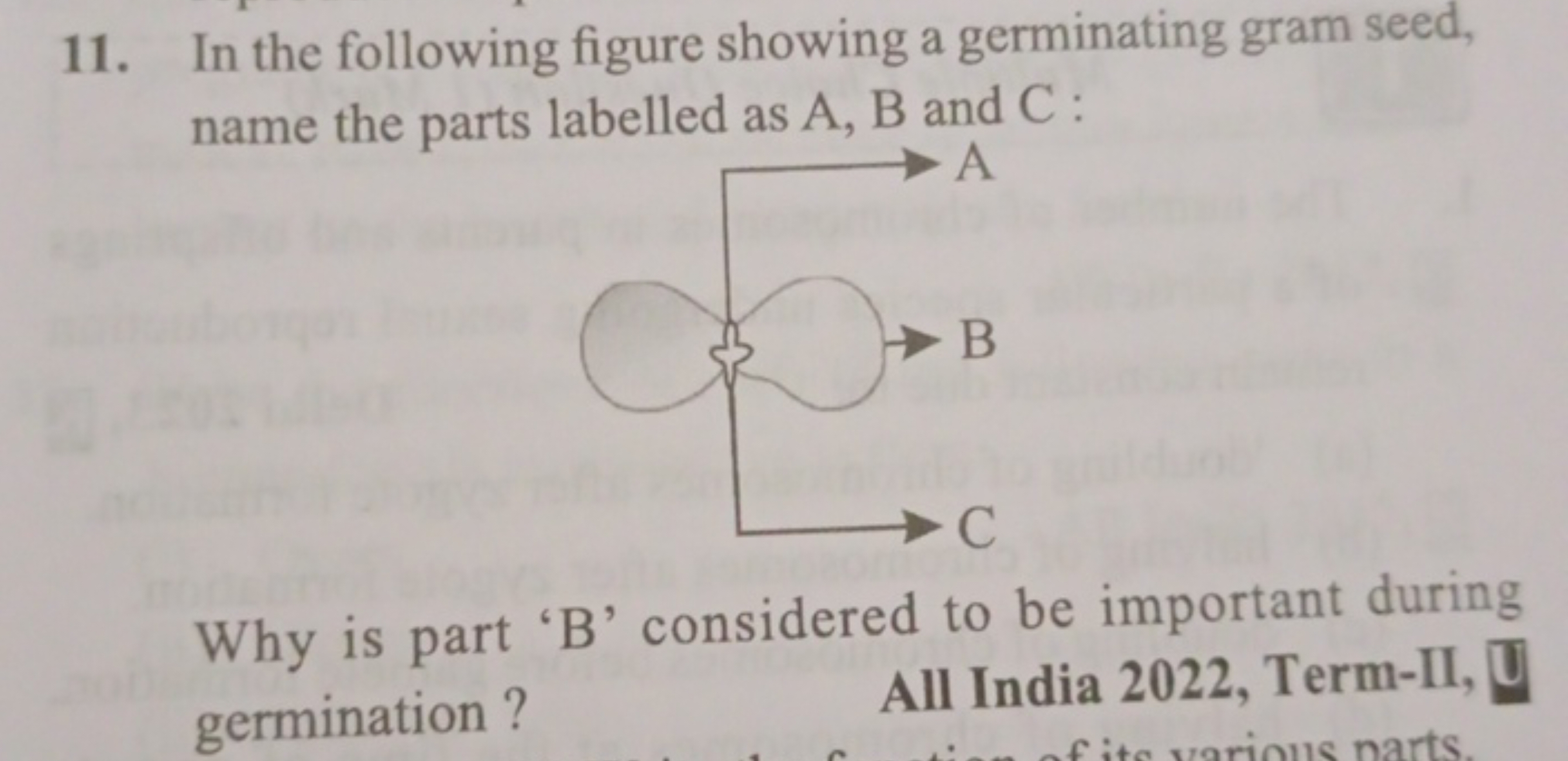 11. In the following figure showing a germinating gram seed, name the 