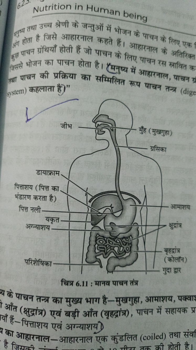 Nutrition in Human being
प्रवण्य तथा उच्च श्रेणी के जन्तुओं में भोजन क