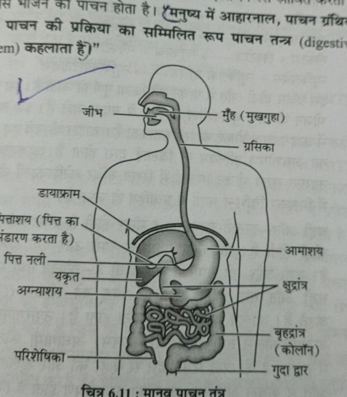 स भाजन का पाचन होता है। पमनुष्य में आहारनाल, पाचन ग्रंधि पाचन की प्रक्