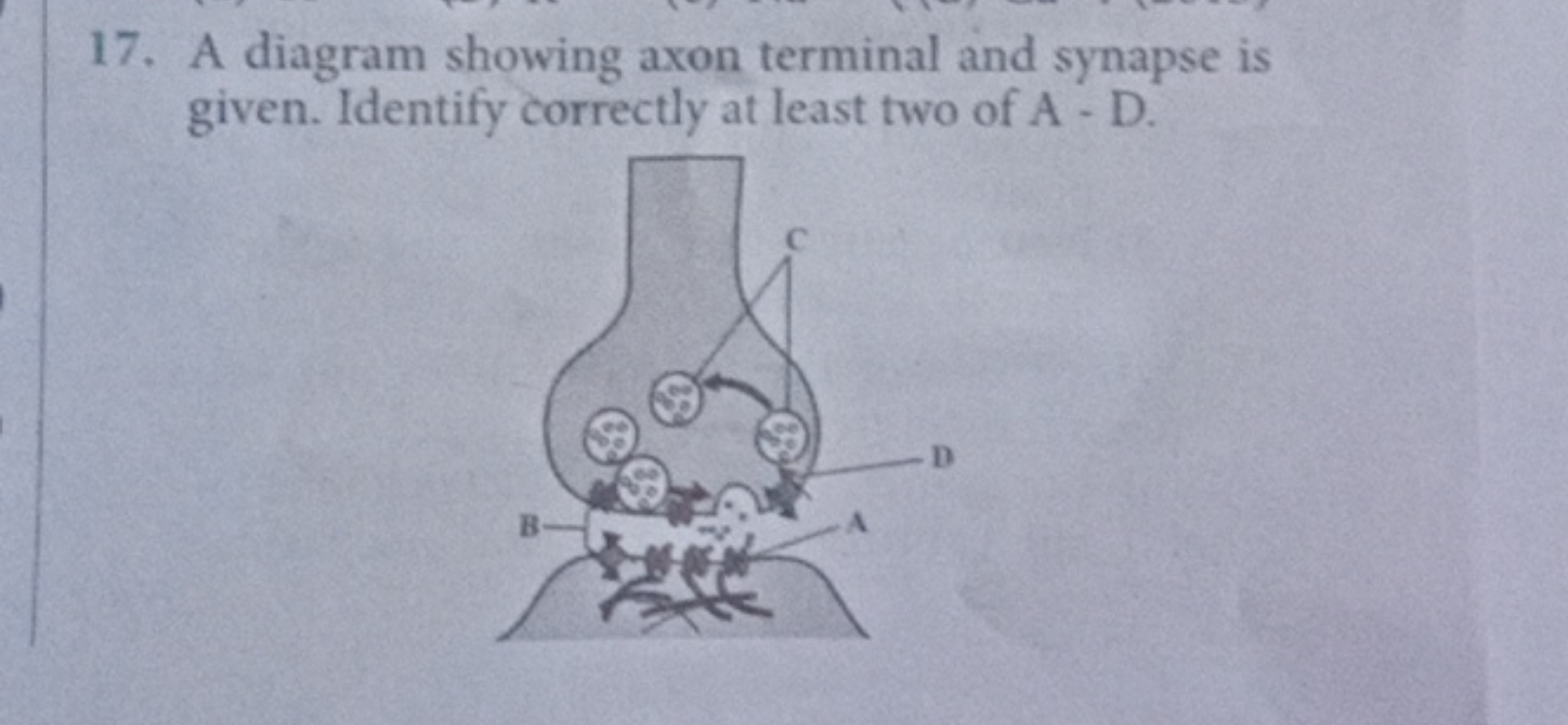 17. A diagram showing axon terminal and synapse is given. Identify cor