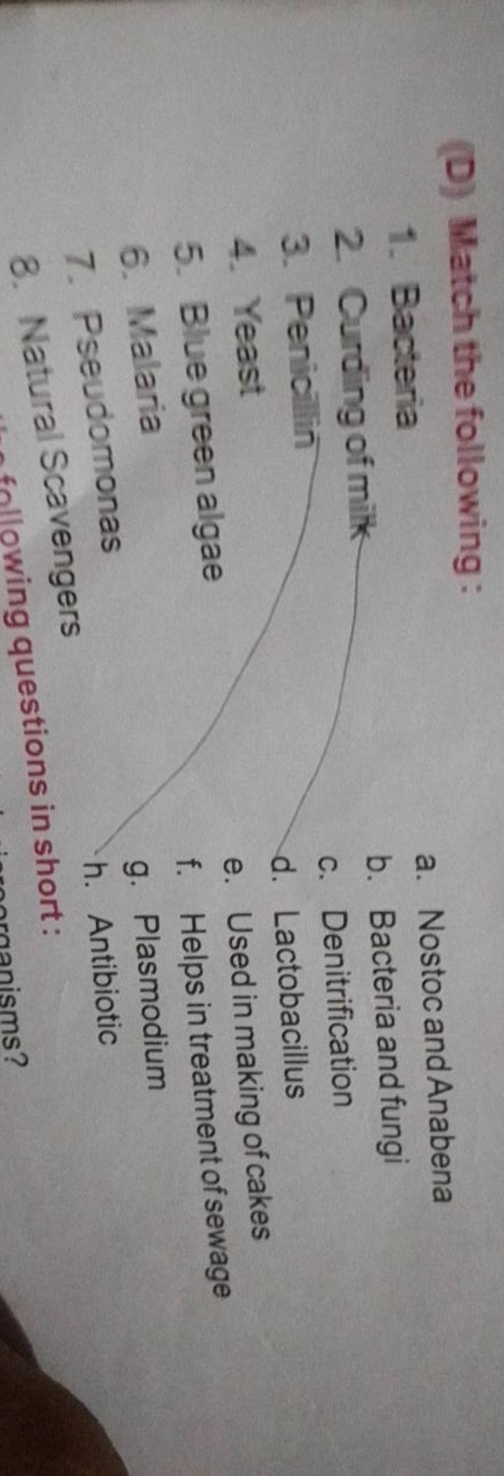 (D) Match the following:
1. Bacteria
a. Nostoc and Anabena
2. Curding 