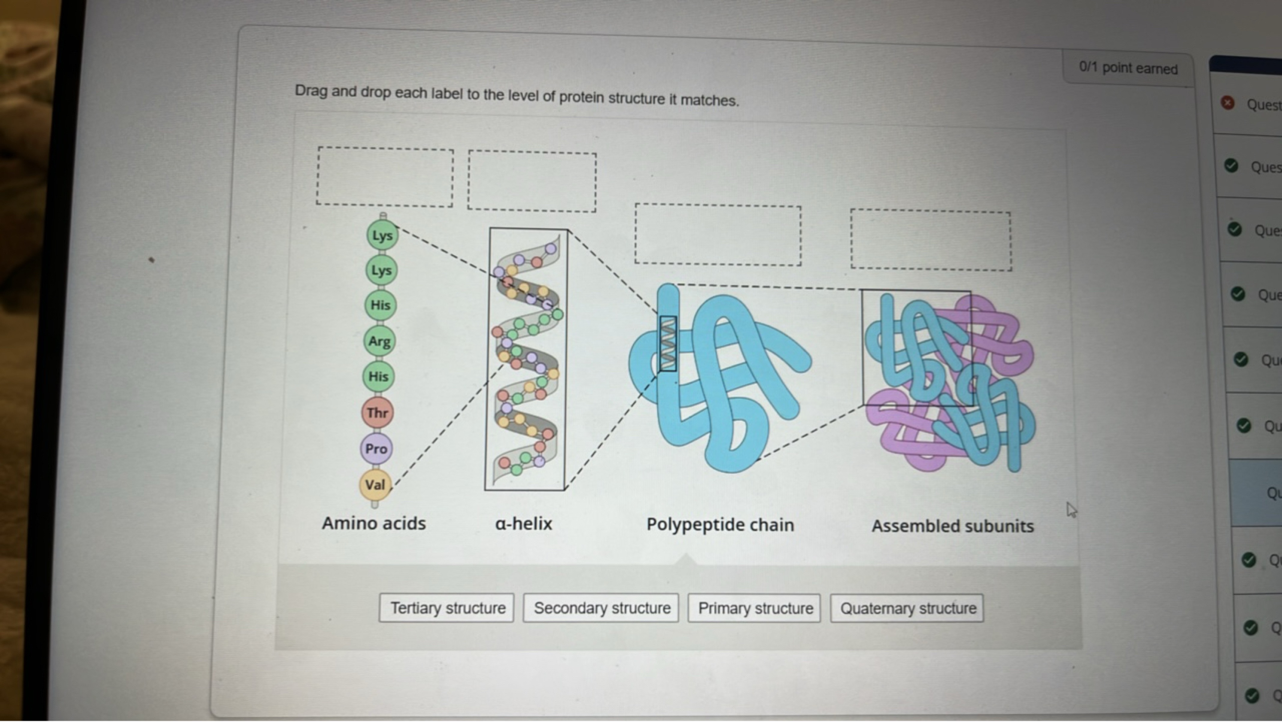 0/1 point earned
Drag and drop each label to the level of protein stru